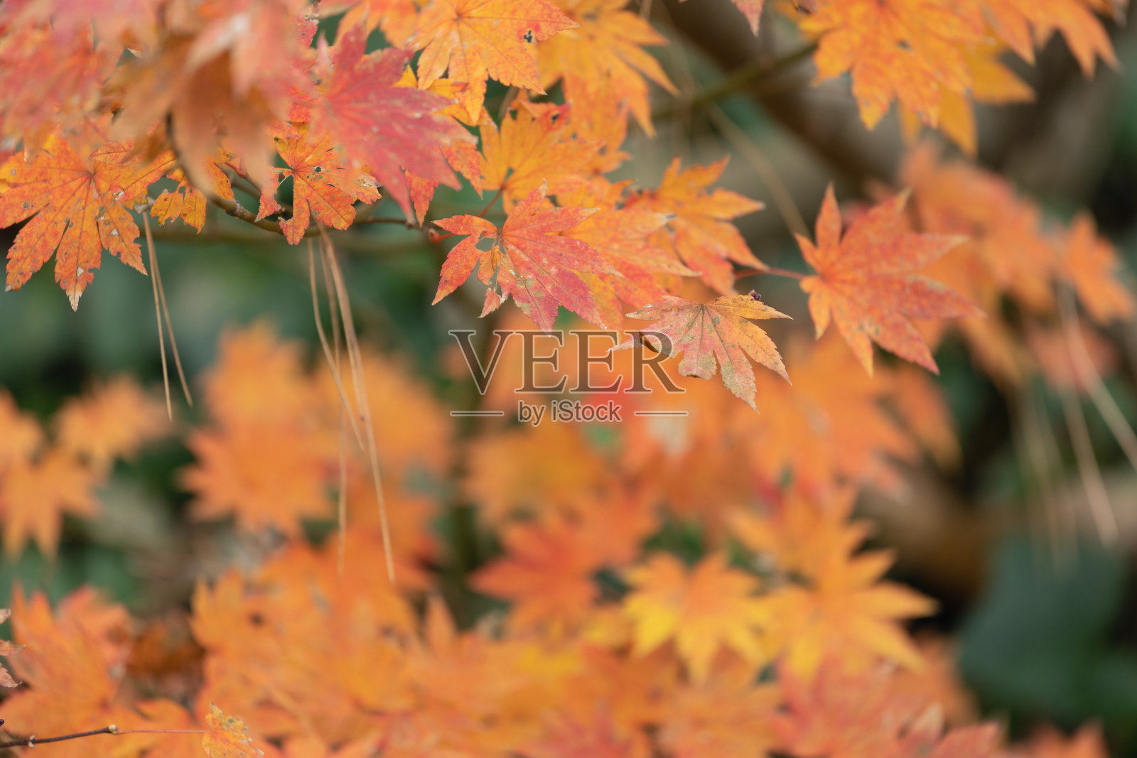 枫叶照片摄影图片