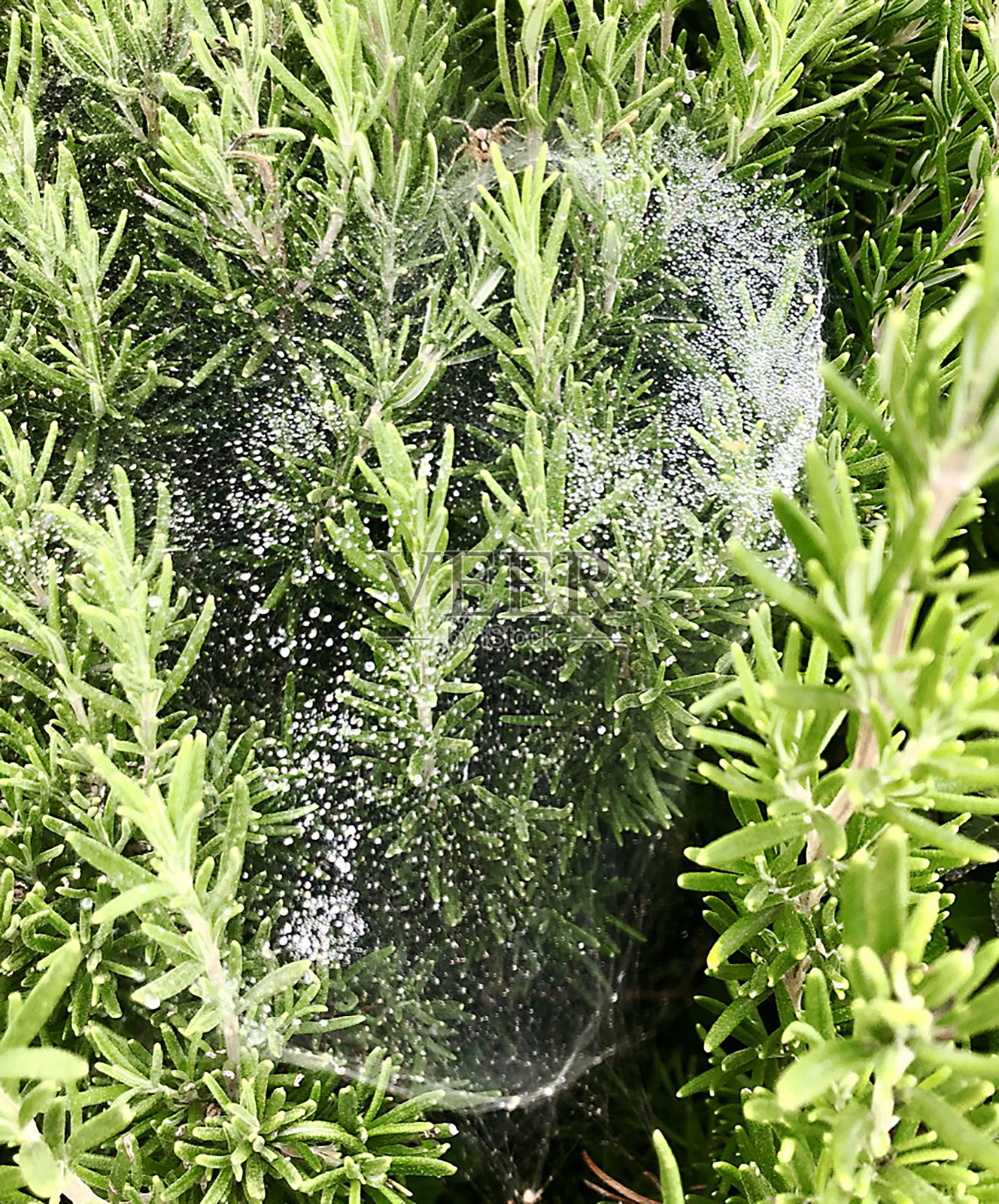 树枝Ca照片摄影图片