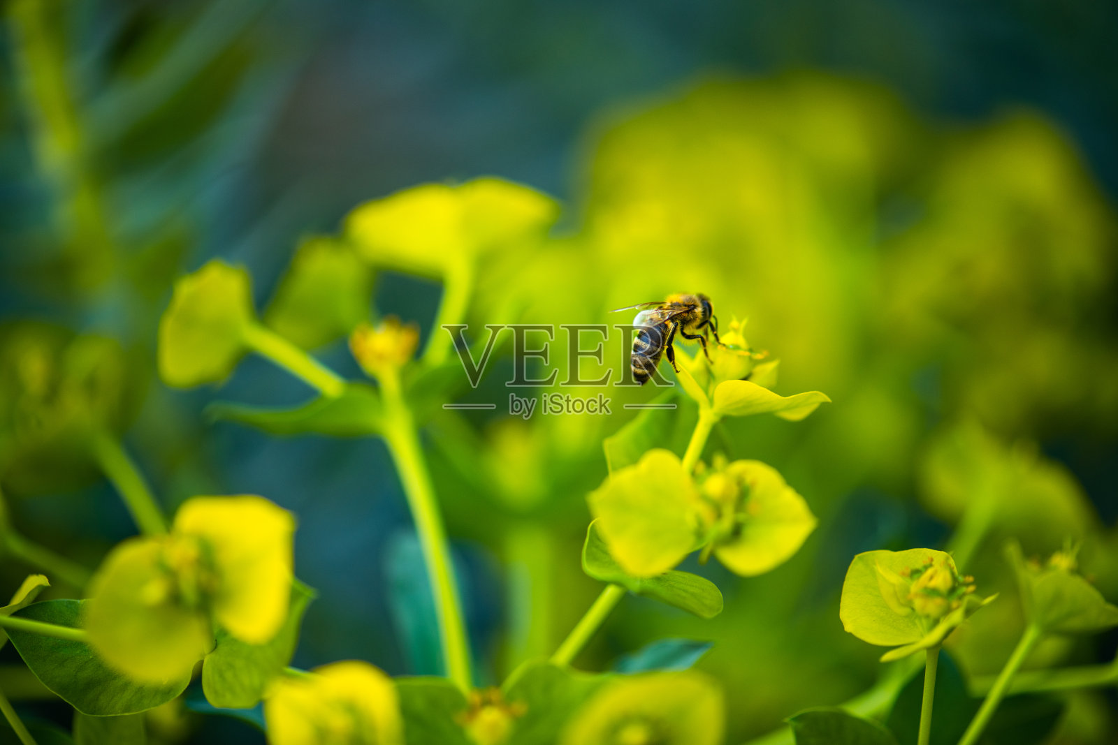 蜜蜂在开花抗旱植物大戟上的特写照片摄影图片