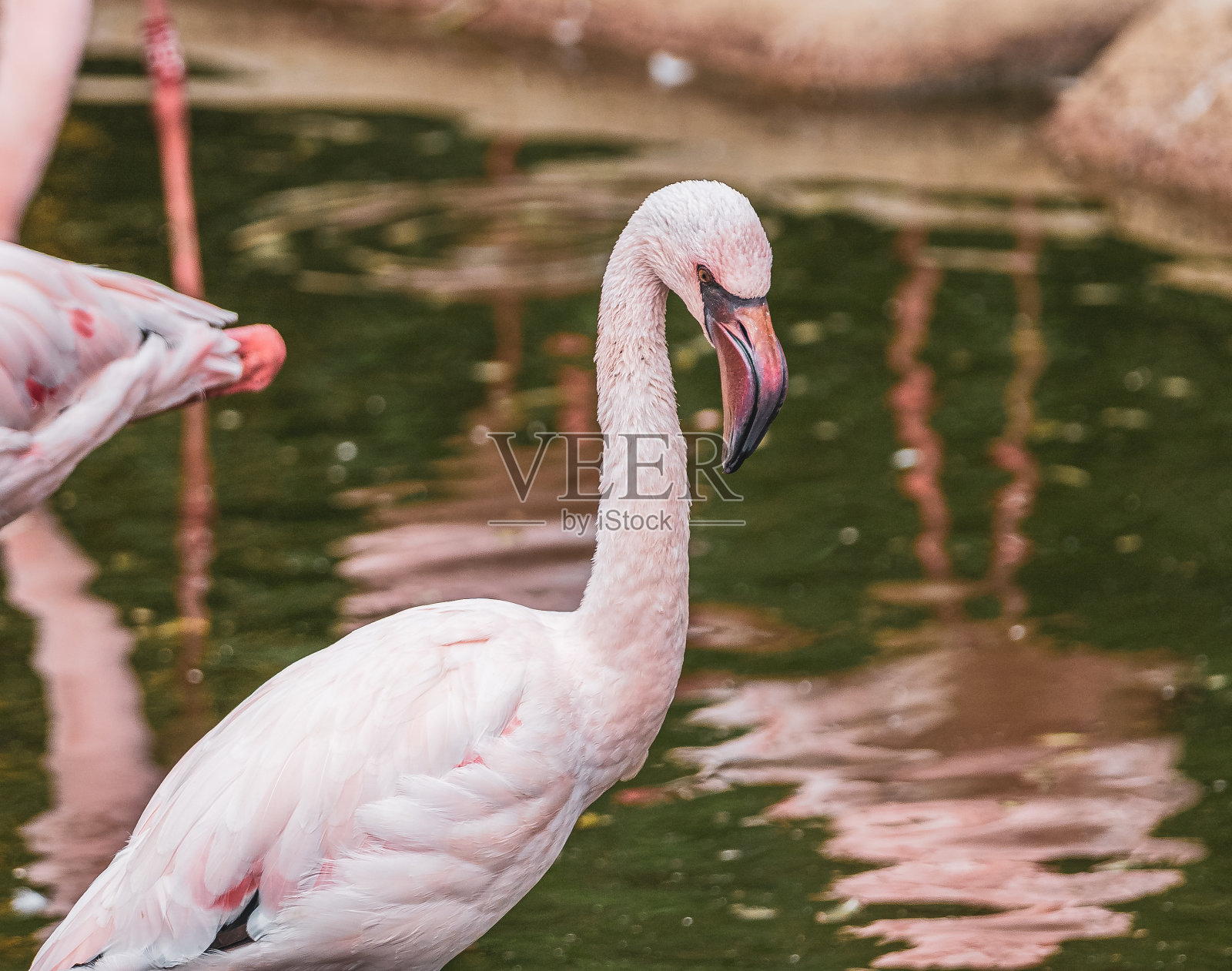 一幅火烈鸟在水里寻找食物的画像照片摄影图片