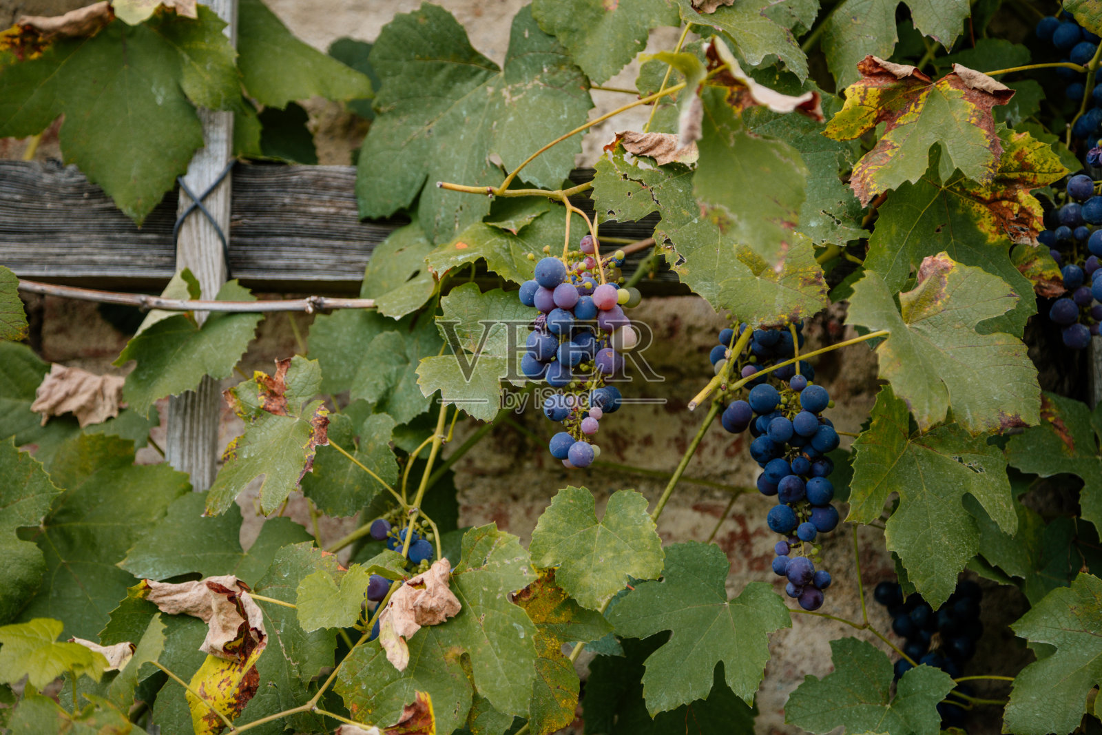 多汁的葡萄酒紫色葡萄生长在葡萄园，深色的皮葡萄与绿色的叶子红酒，新鲜的果实，种植葡萄的藤，布拉格城堡下的花园在夏天照片摄影图片
