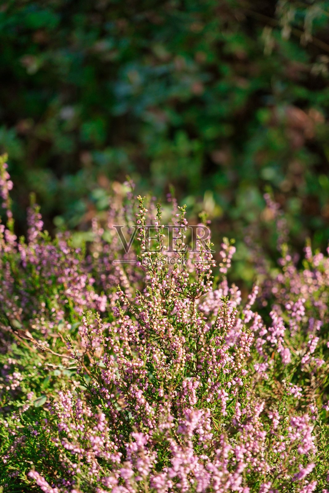 粉红色的石南花-关闭，石南和绿色的叶子在背景照片摄影图片