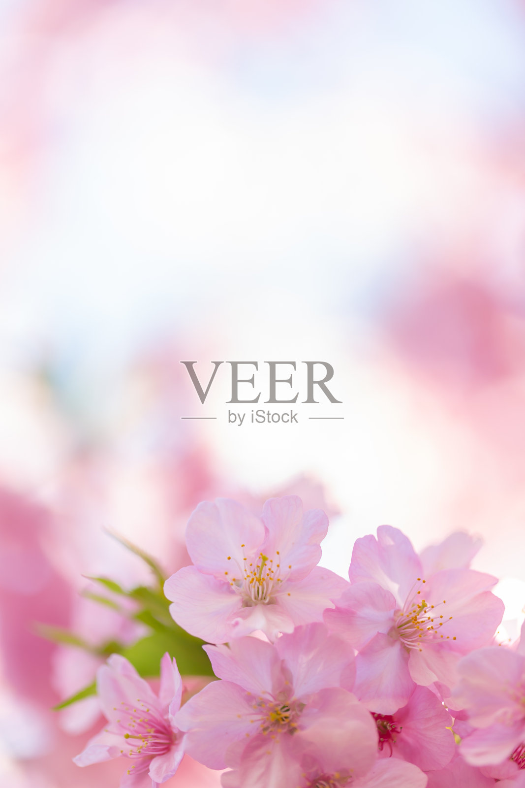 川穗樱花(川穗樱)照片摄影图片