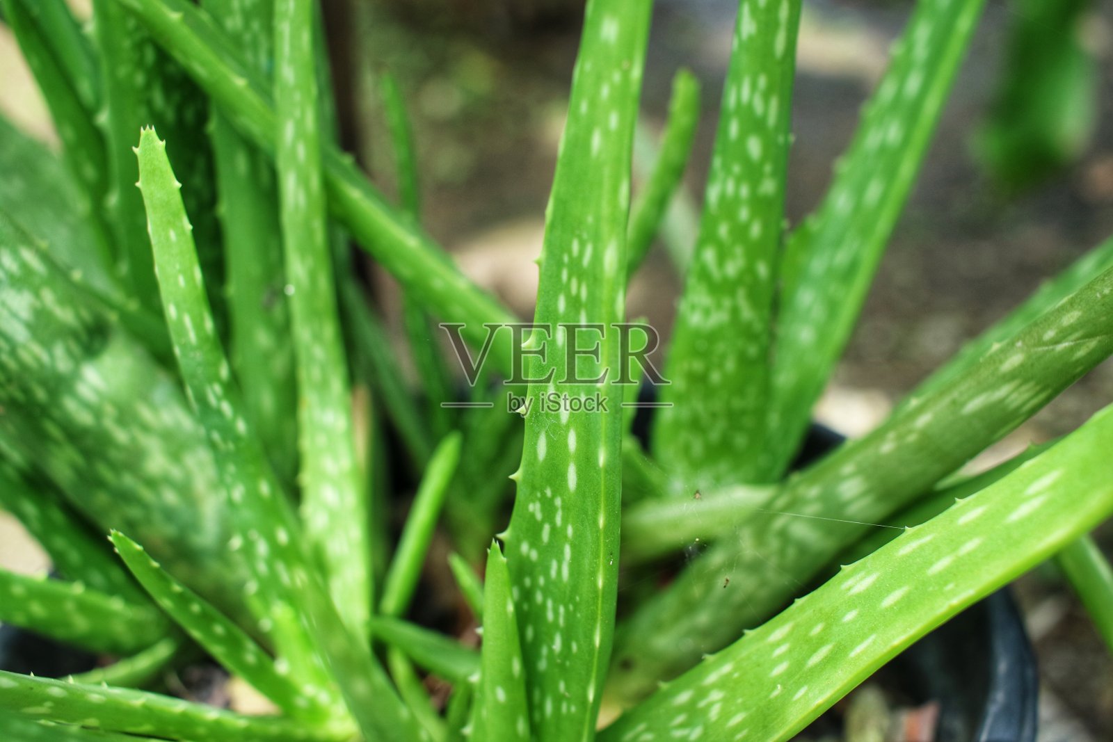 芦荟植物特写照片摄影图片