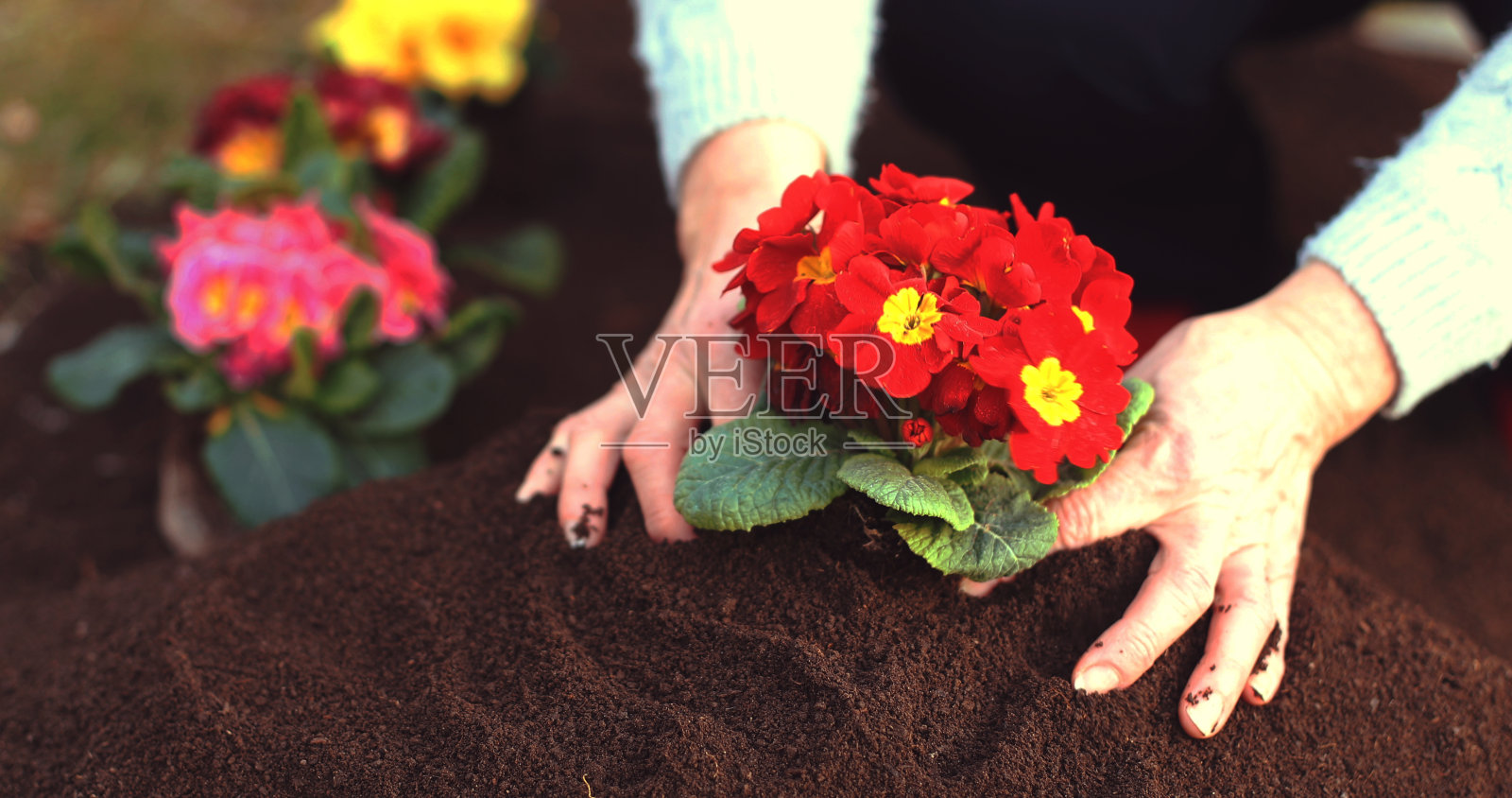 园丁的一天照片摄影图片