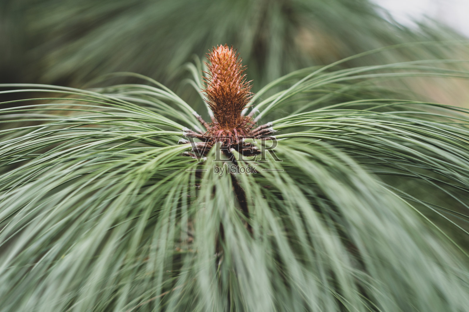 松树特写抽象背景照片摄影图片