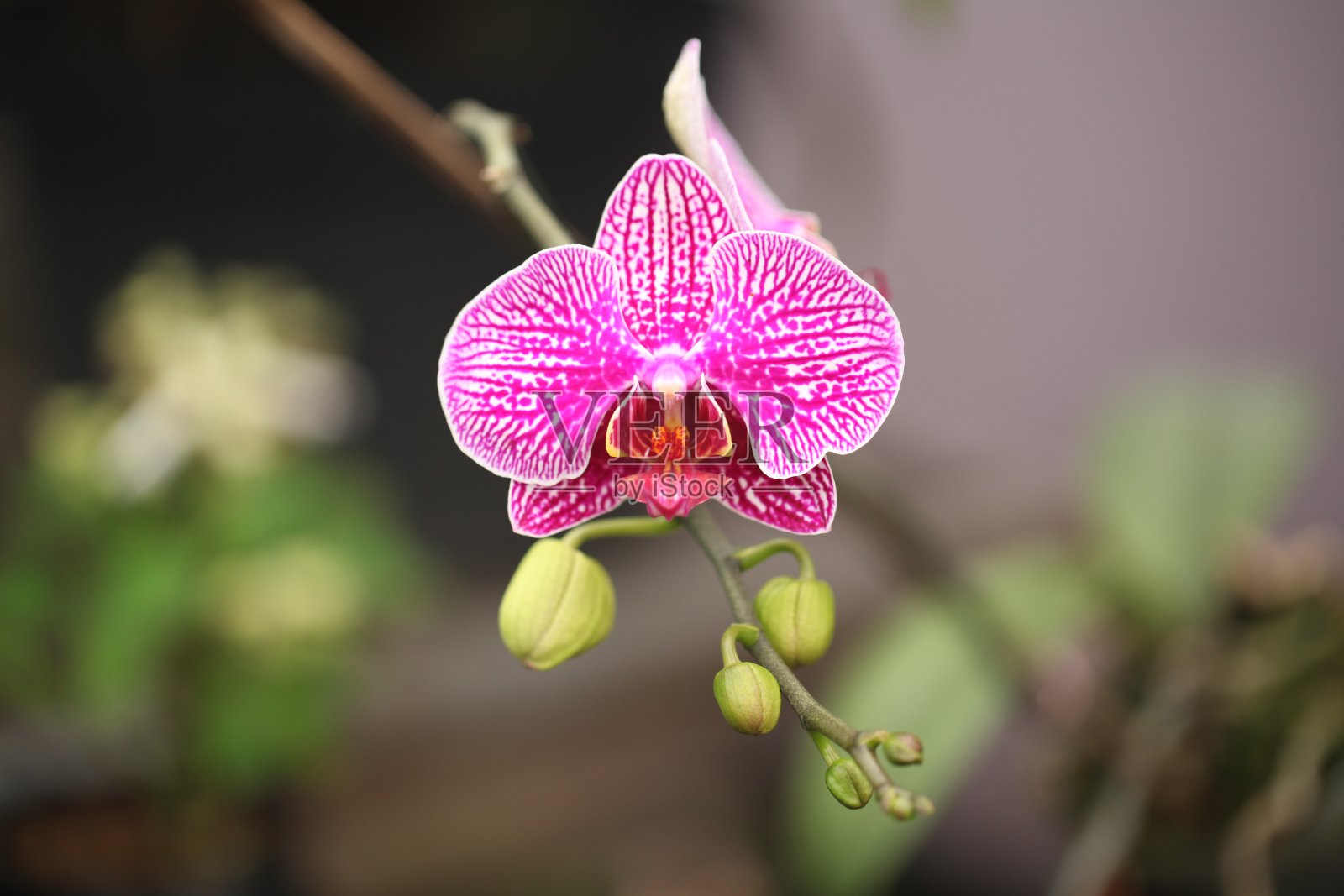 兰花照片摄影图片