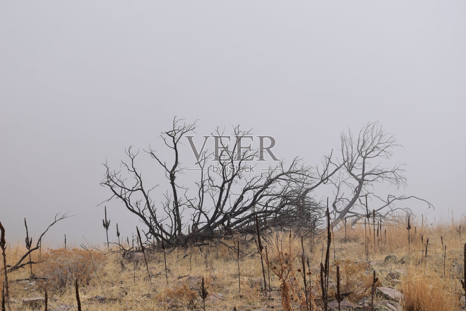 雪地徒步旅行路线的观点，湖山峰通过以色列峡谷公路向无线电塔在冬天，犹他州湖，瓦萨奇前洛基山，普罗沃，美国。照片摄影图片