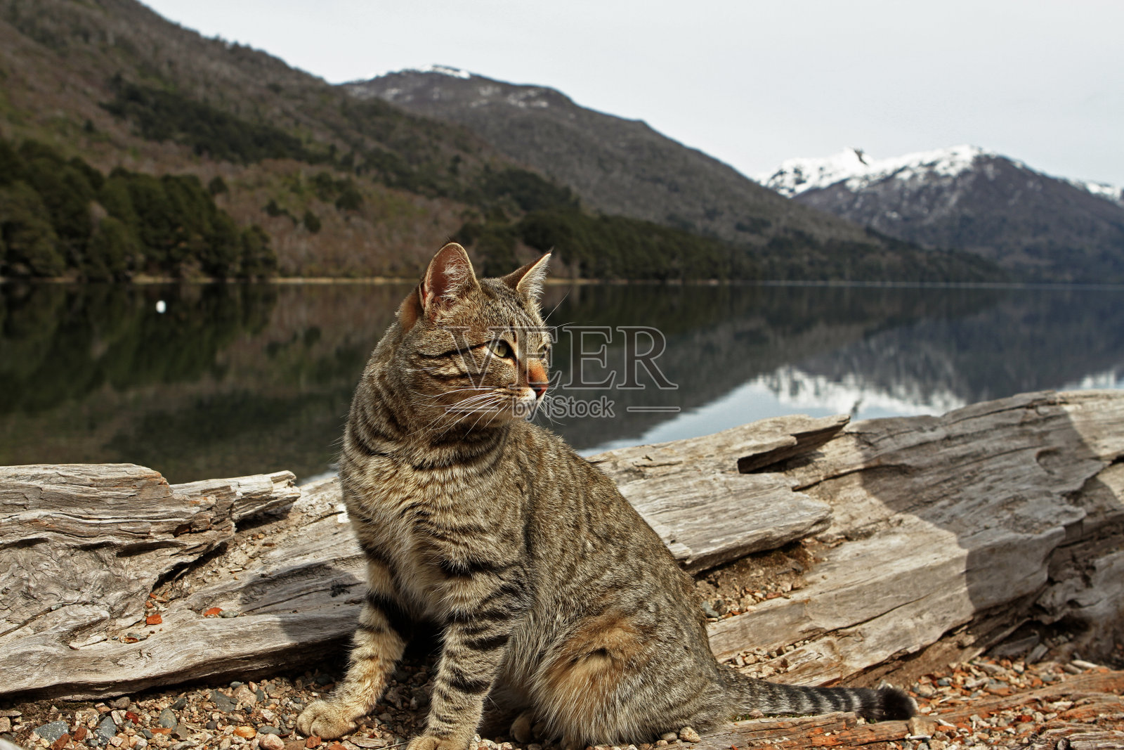 阿根廷巴塔哥尼亚神经里约热内卢黑人丘布特照片摄影图片
