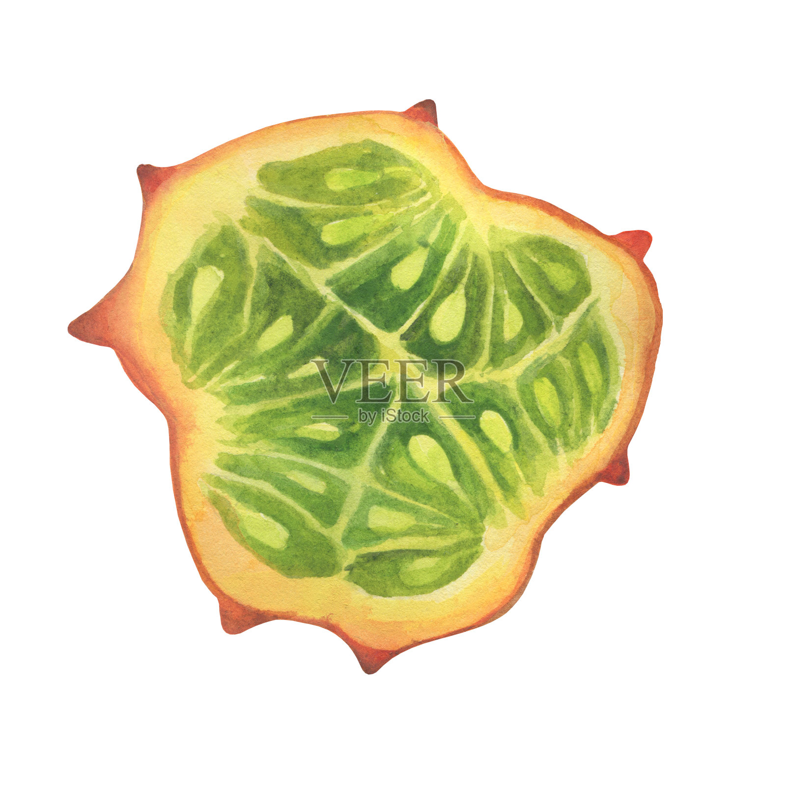 黄瓜片(也叫非洲角黄瓜、刺瓜、火参)。手绘植物水彩画插图孤立的白色背景。插画图片素材