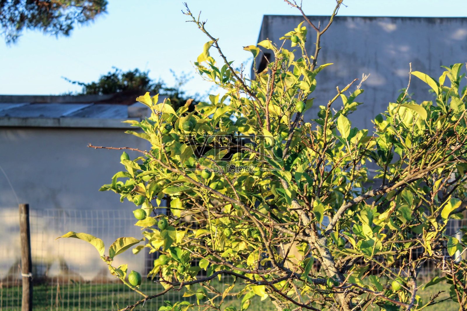 柠檬树照片摄影图片