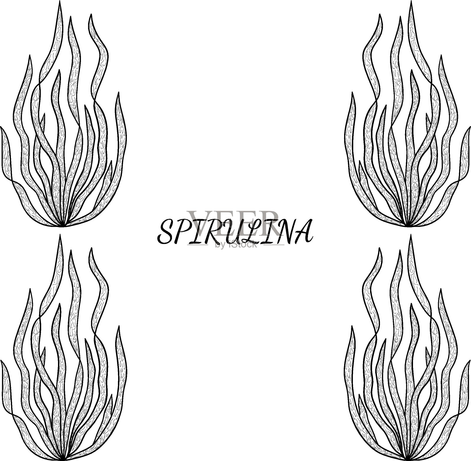 4边界海藻插画图片素材