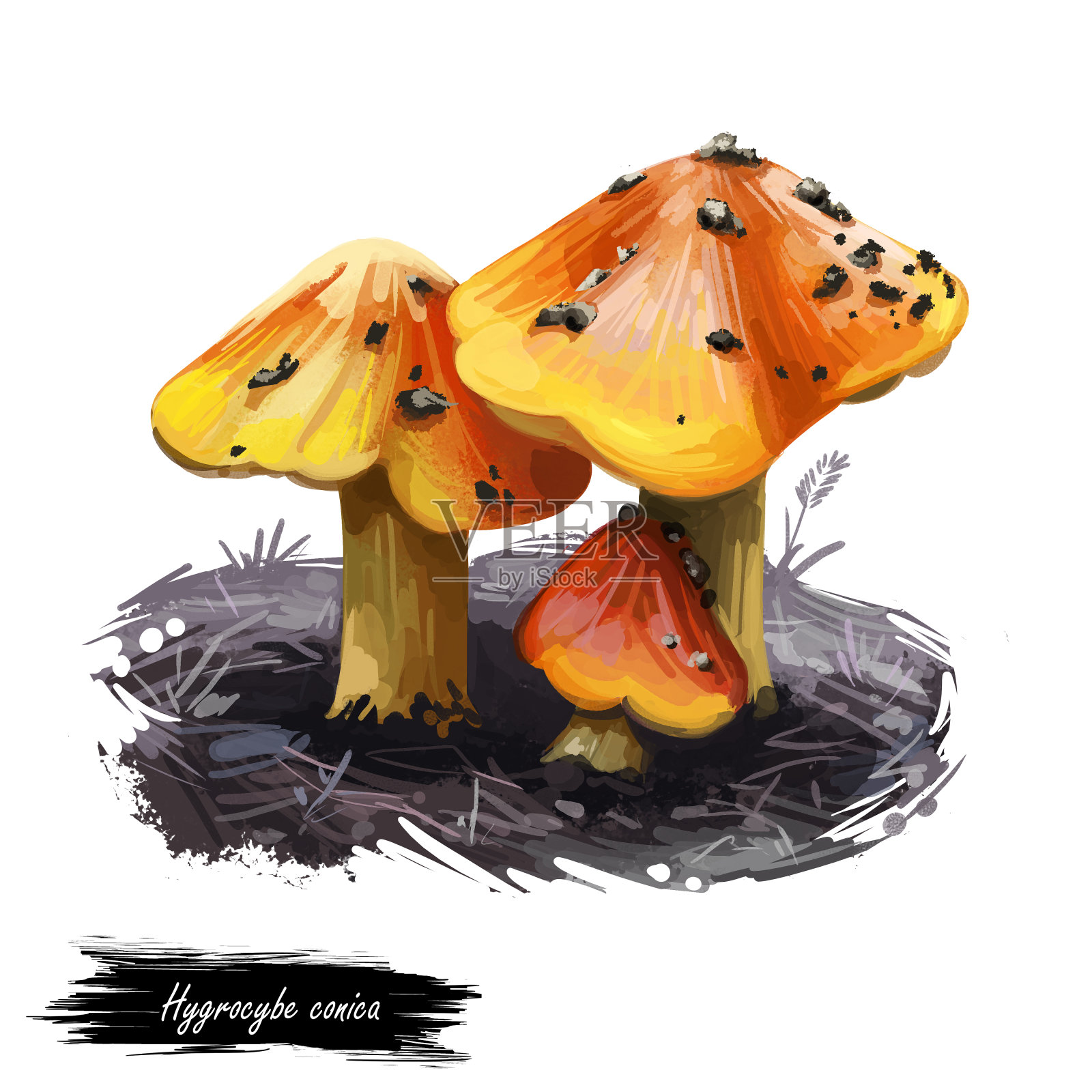 湿气圆锥或女巫帽，圆锥形蜡或滑溜溜的帽子蘑菇特写数字艺术插图。牛肝菌子实体呈明亮的橙色。蘑菇生长季节，植物生长在森林中插画图片素材