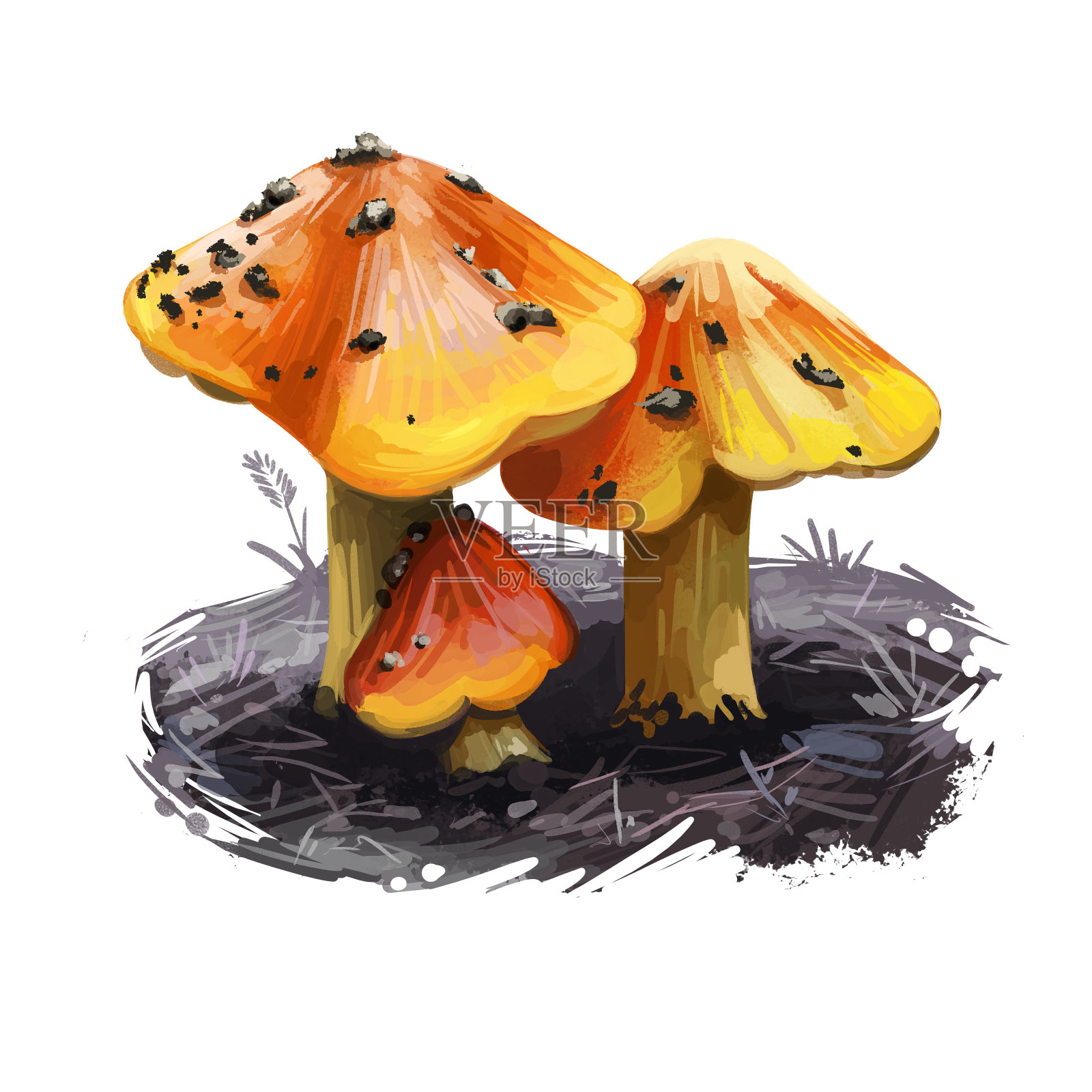 湿气圆锥或女巫帽，圆锥形蜡或滑溜溜的帽子蘑菇特写数字艺术插图。牛肝菌子实体呈明亮的橙色。蘑菇生长季节，植物生长在森林中插画图片素材
