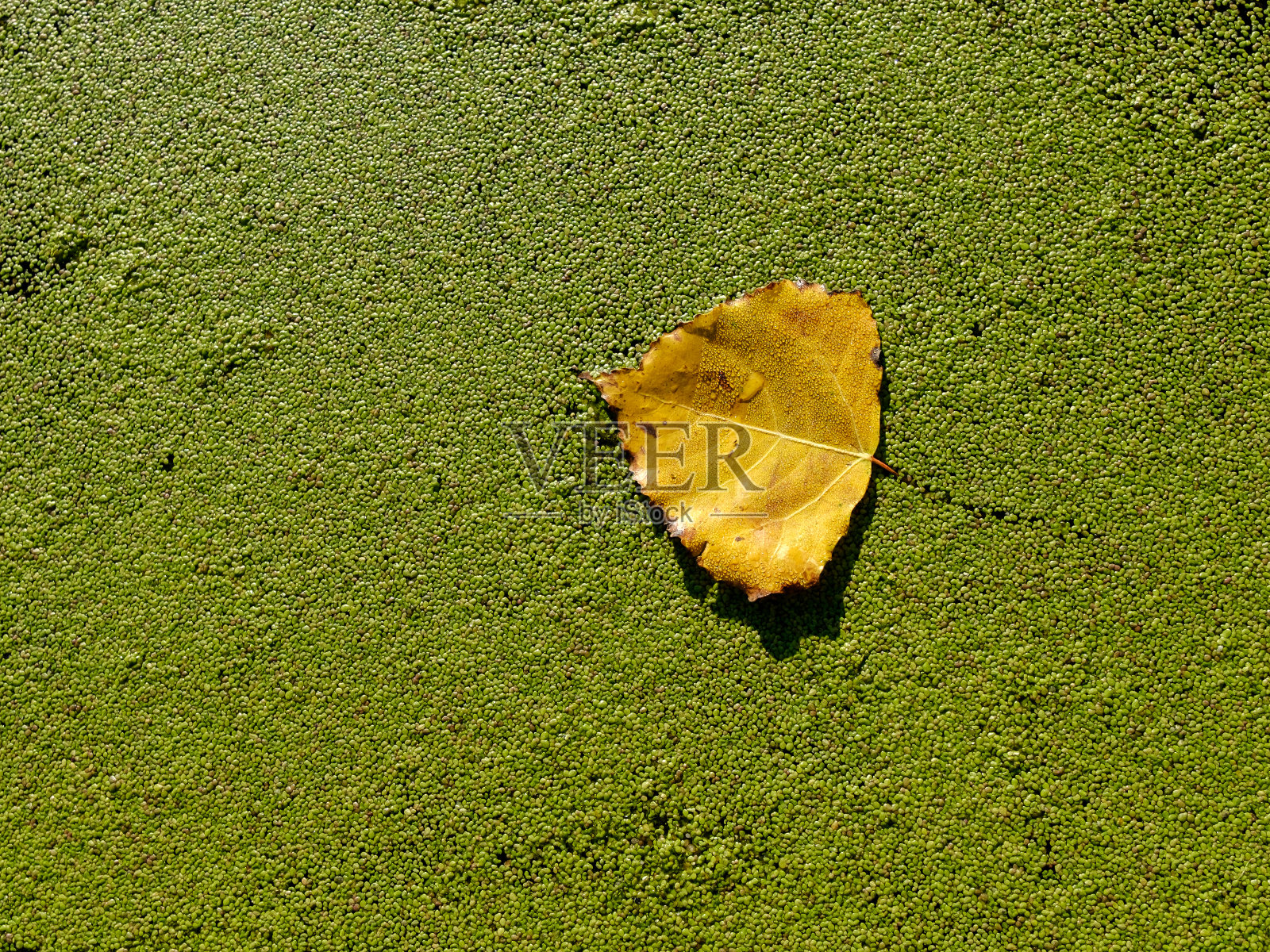 地上的秋叶照片摄影图片