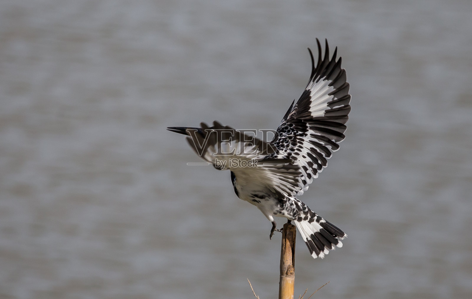 彩衣翠鸟在河上盘旋。照片摄影图片