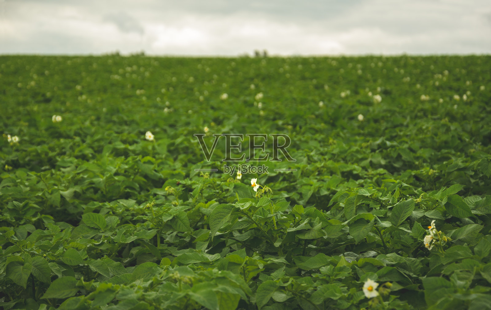 一个多云的夏日早晨，盛开着白花的马铃薯田。照片摄影图片