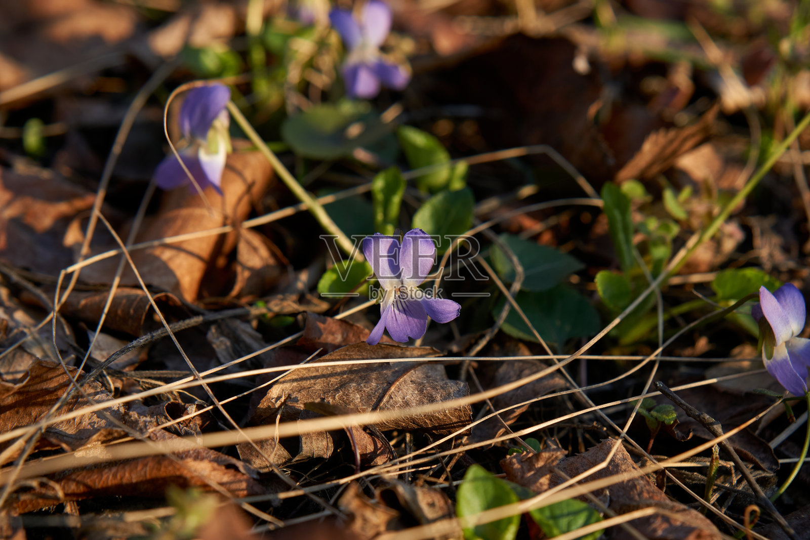 美丽的早紫花或淡木紫堇在春天开花，浅景深，微距拍摄。照片摄影图片