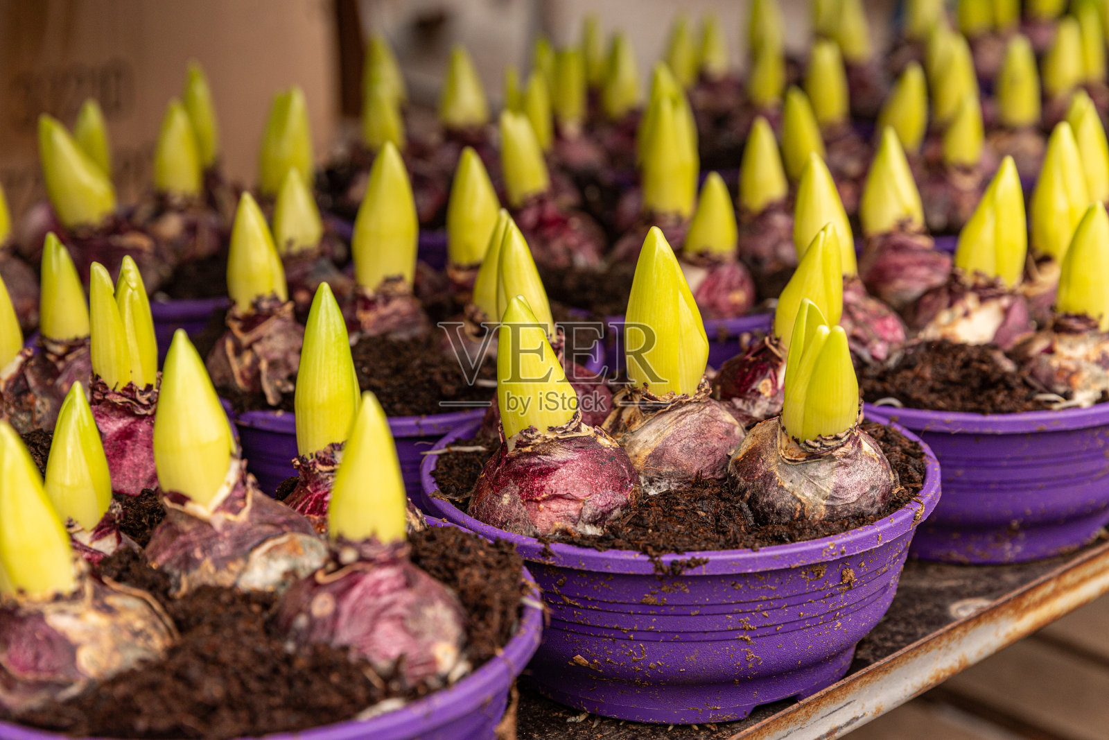 发芽的一组球茎植物照片摄影图片