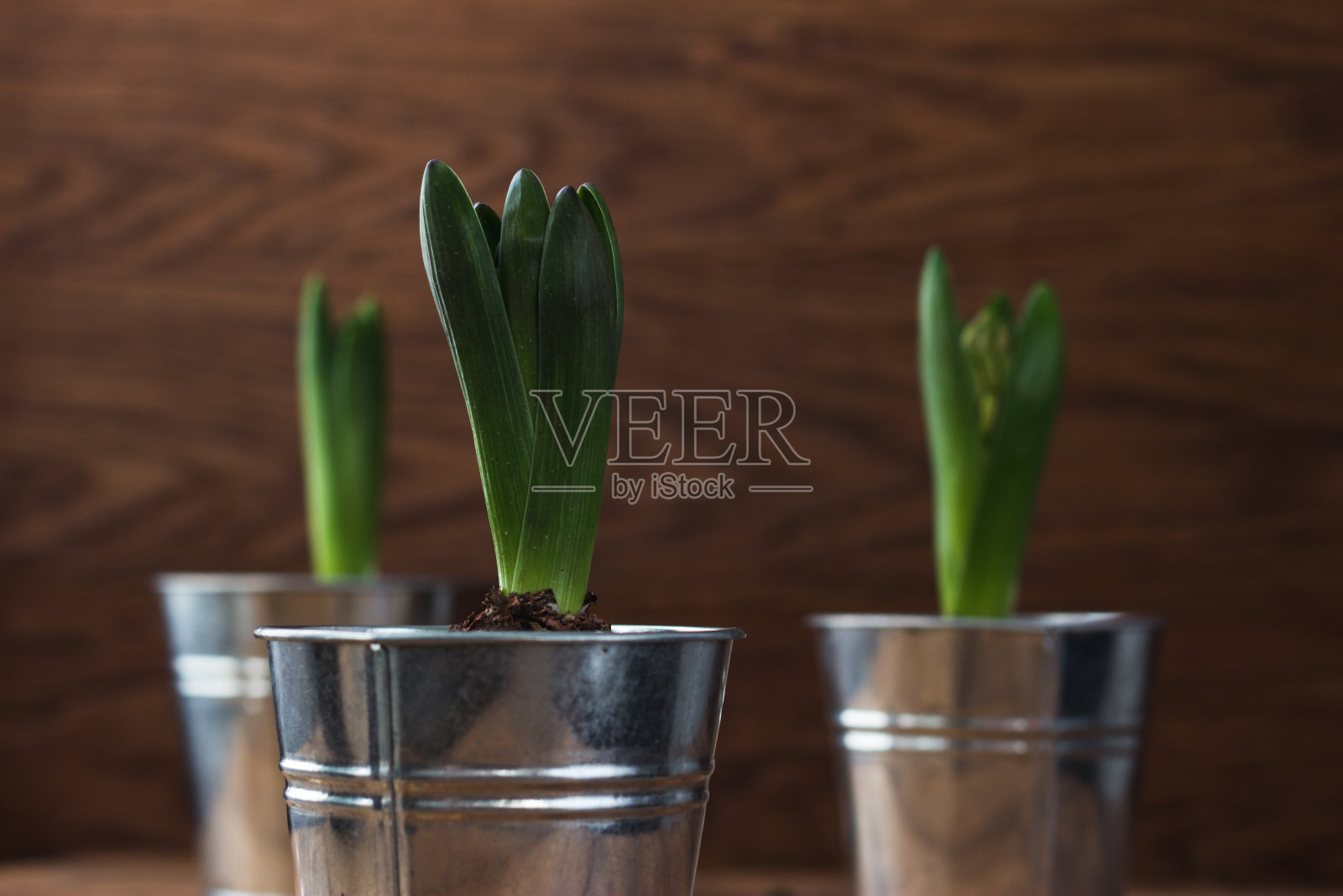 黑底的木桌上放着铁桶形的风信子，罐子里装着风信子照片摄影图片