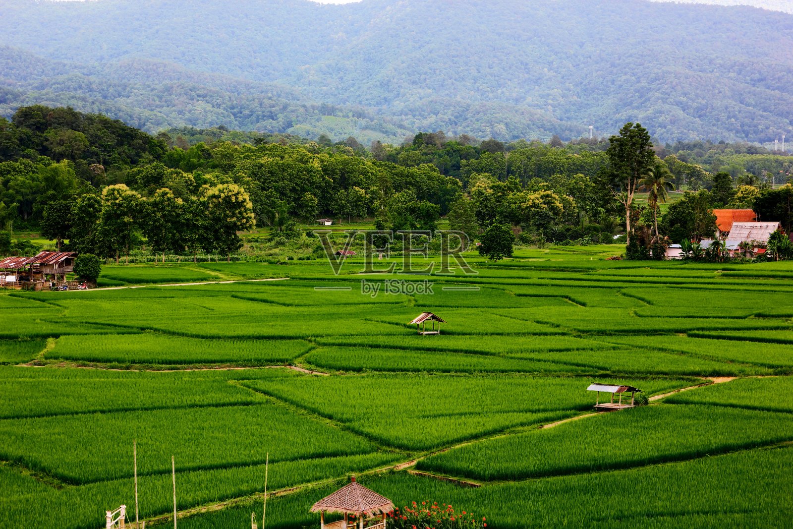 水稻种植自然背景照片摄影图片