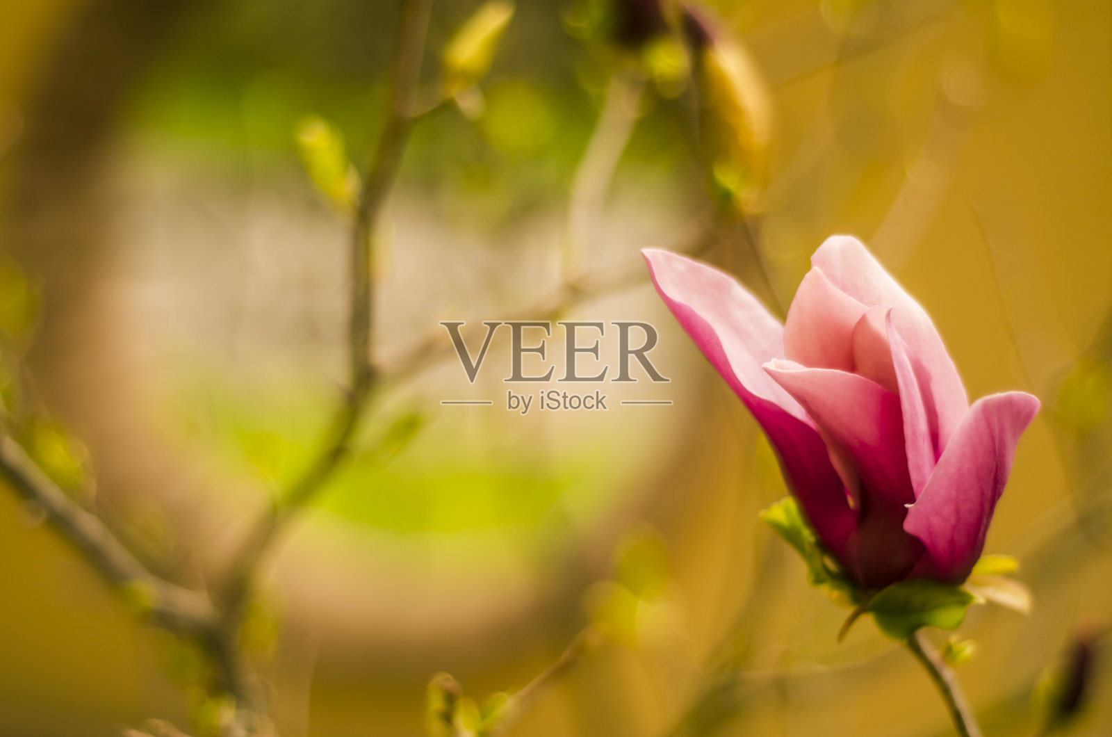 粉红色的玉兰花在春天盛开照片摄影图片