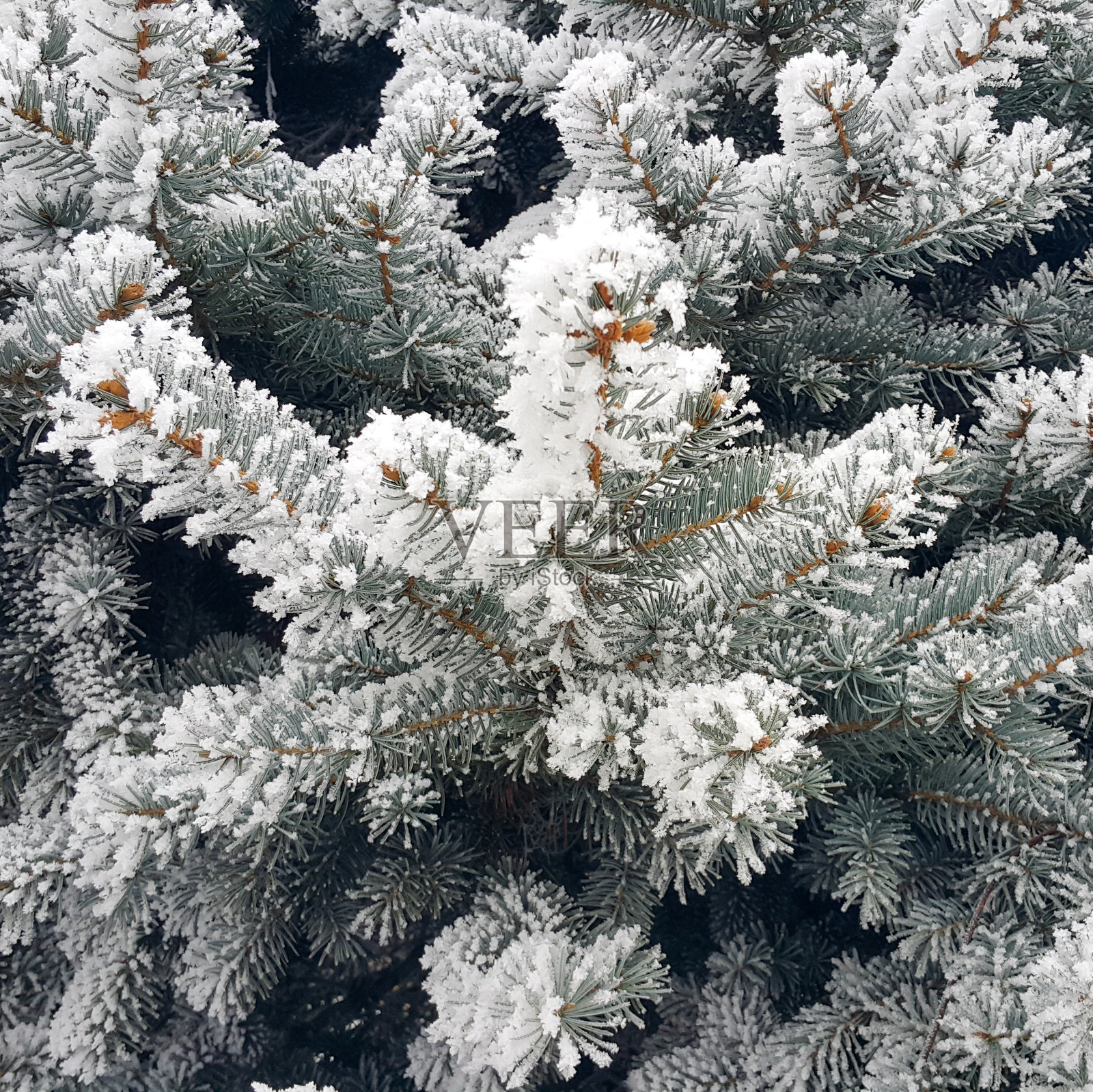 覆盖着雪的云杉针叶。结霜的冬天，树枝上积了许多雪。舒缓的冬季背景。12月和1月。照片摄影图片