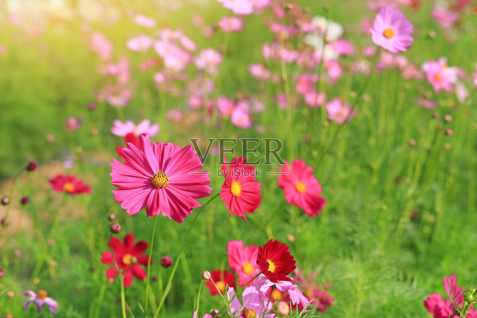 美丽的宇宙花在夏季花园与光线在自然界。照片摄影图片