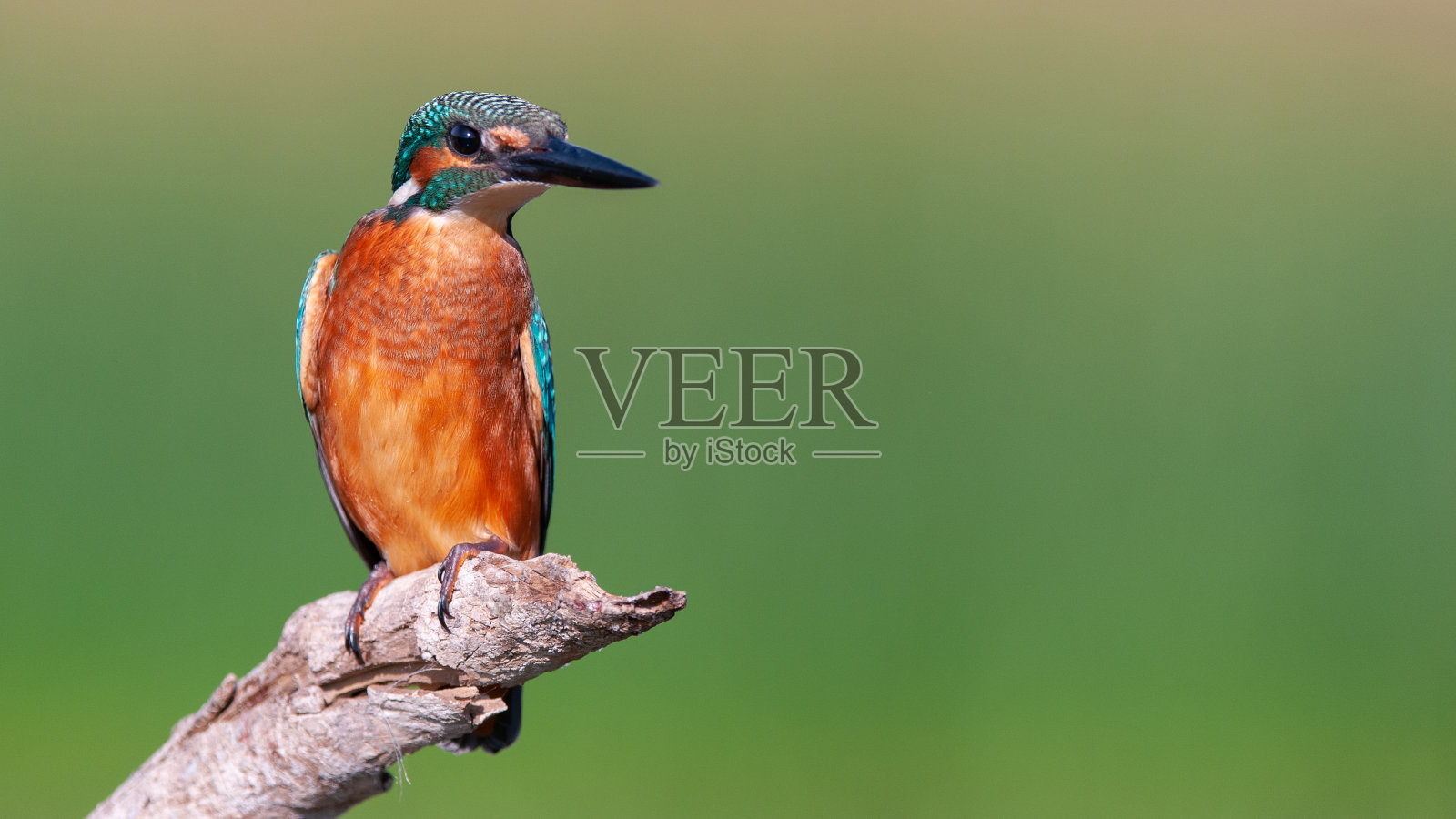 普通翠鸟Alcedo atthis栖息在绿色背景的树枝上。本空间照片摄影图片