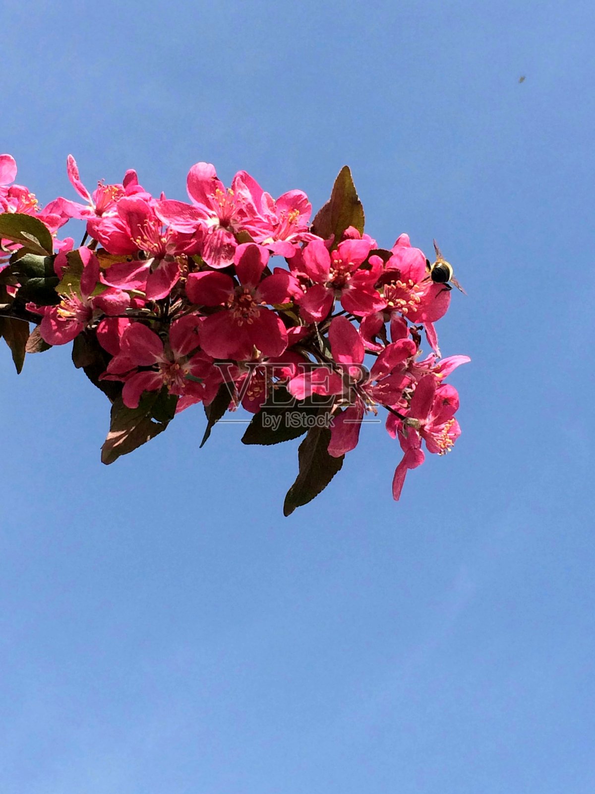 花朵照片摄影图片