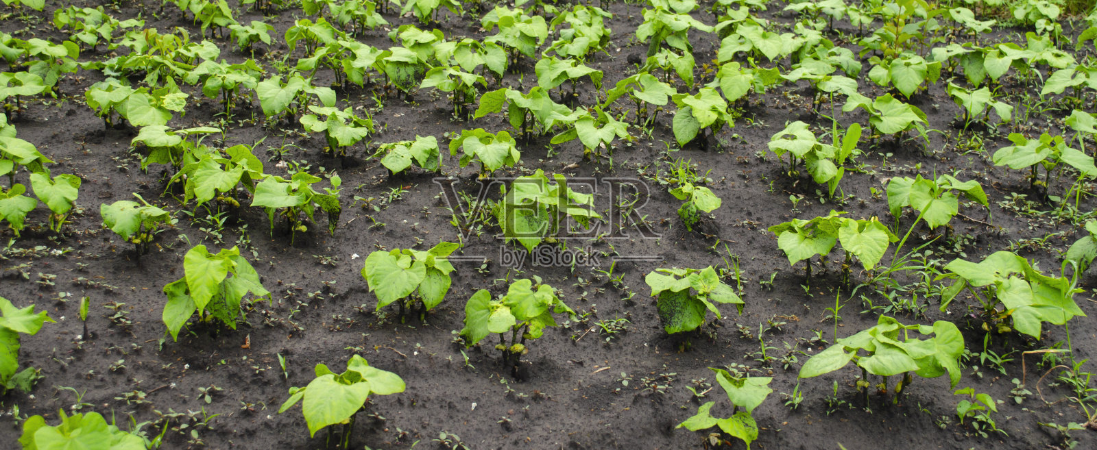 辣椒生长在地面的床上。种植作物的农业背景照片摄影图片