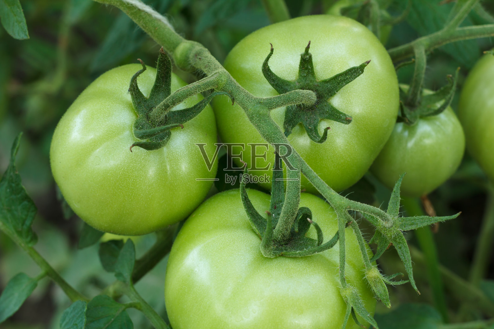 花园里灌木上生长着未成熟的绿色番茄。照片摄影图片