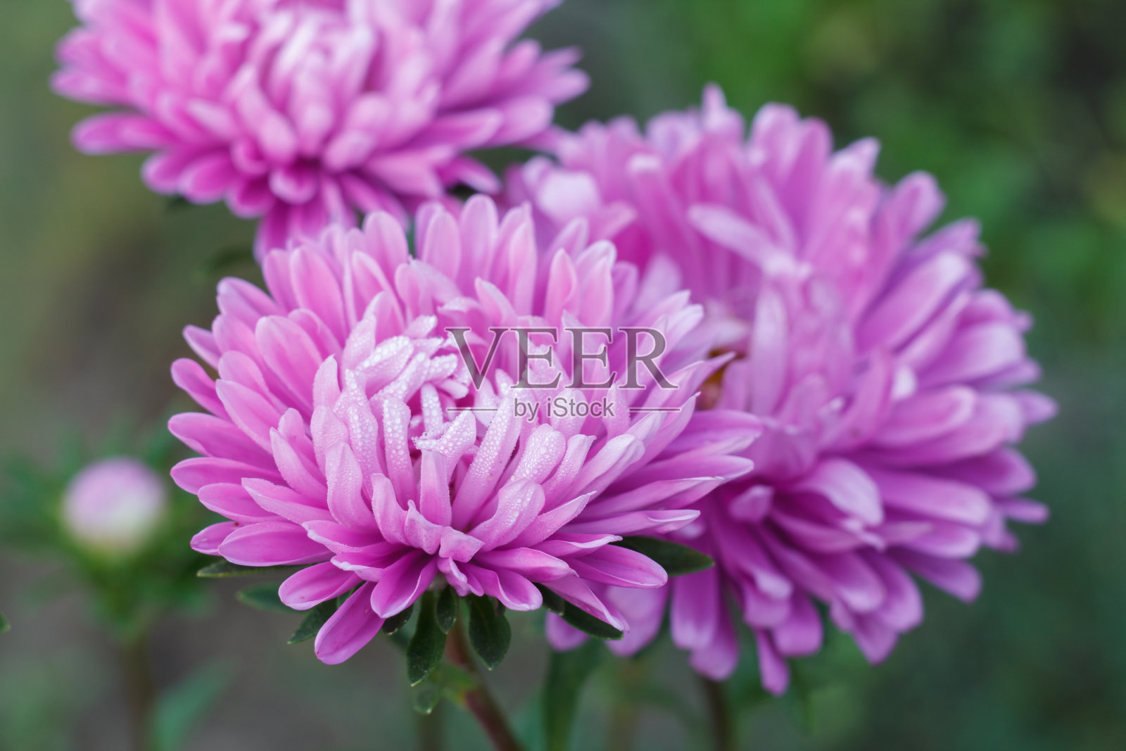 花园里的紫苑头照片摄影图片