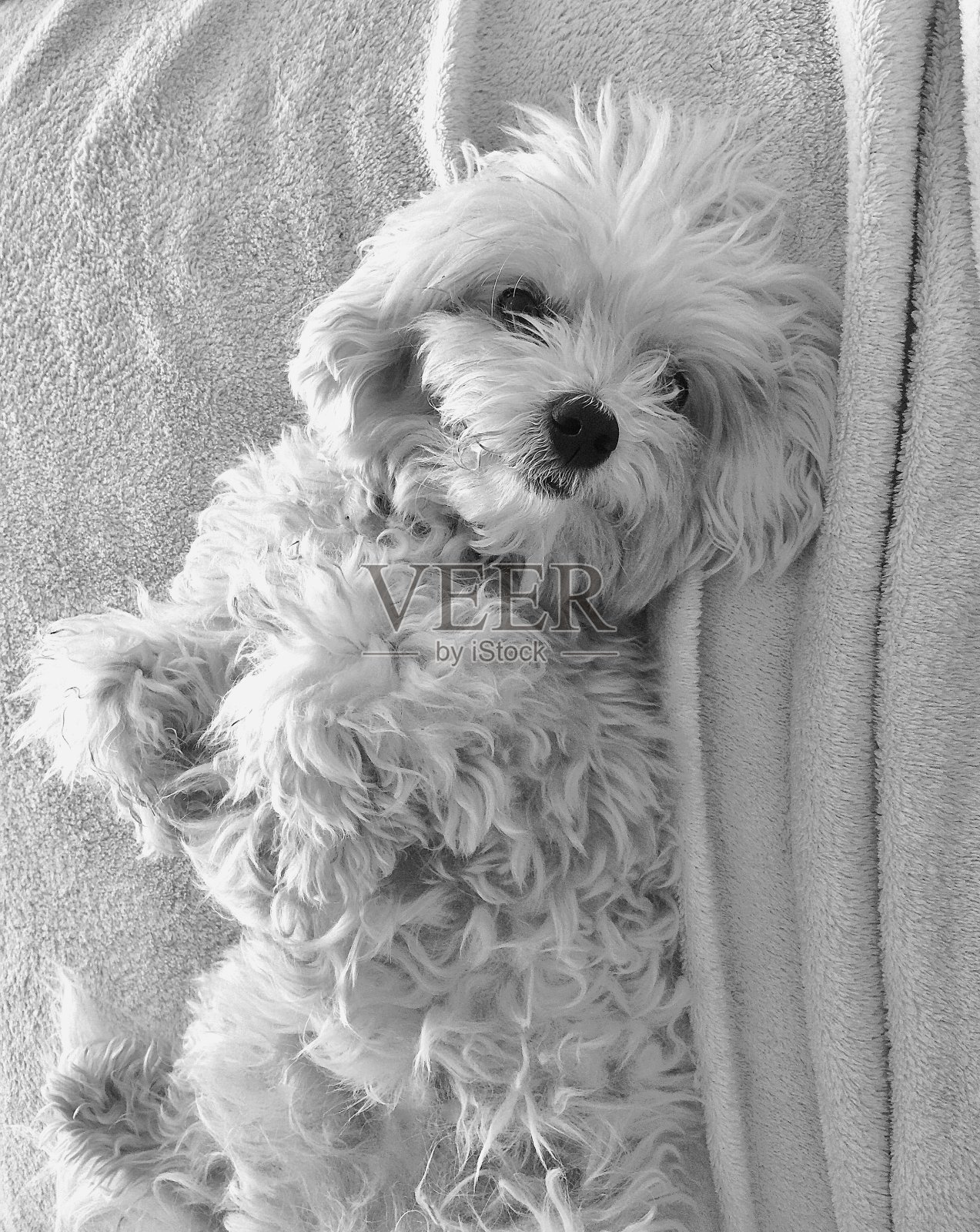 狗在黑白床单上摆姿势照片摄影图片