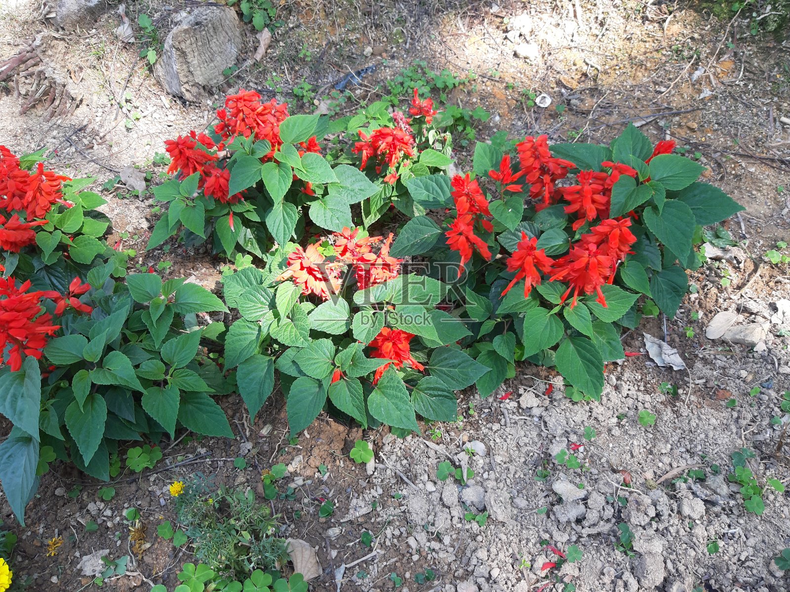 红色的花照片摄影图片