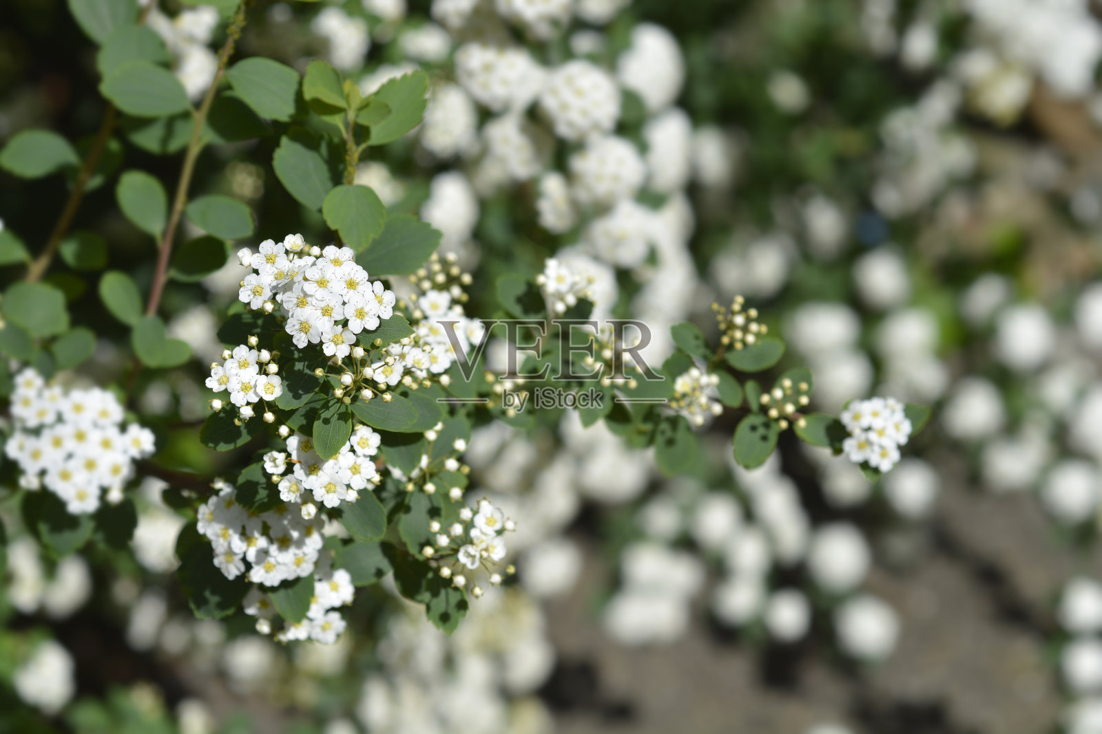 来自伍德特斯皮拉亚照片摄影图片