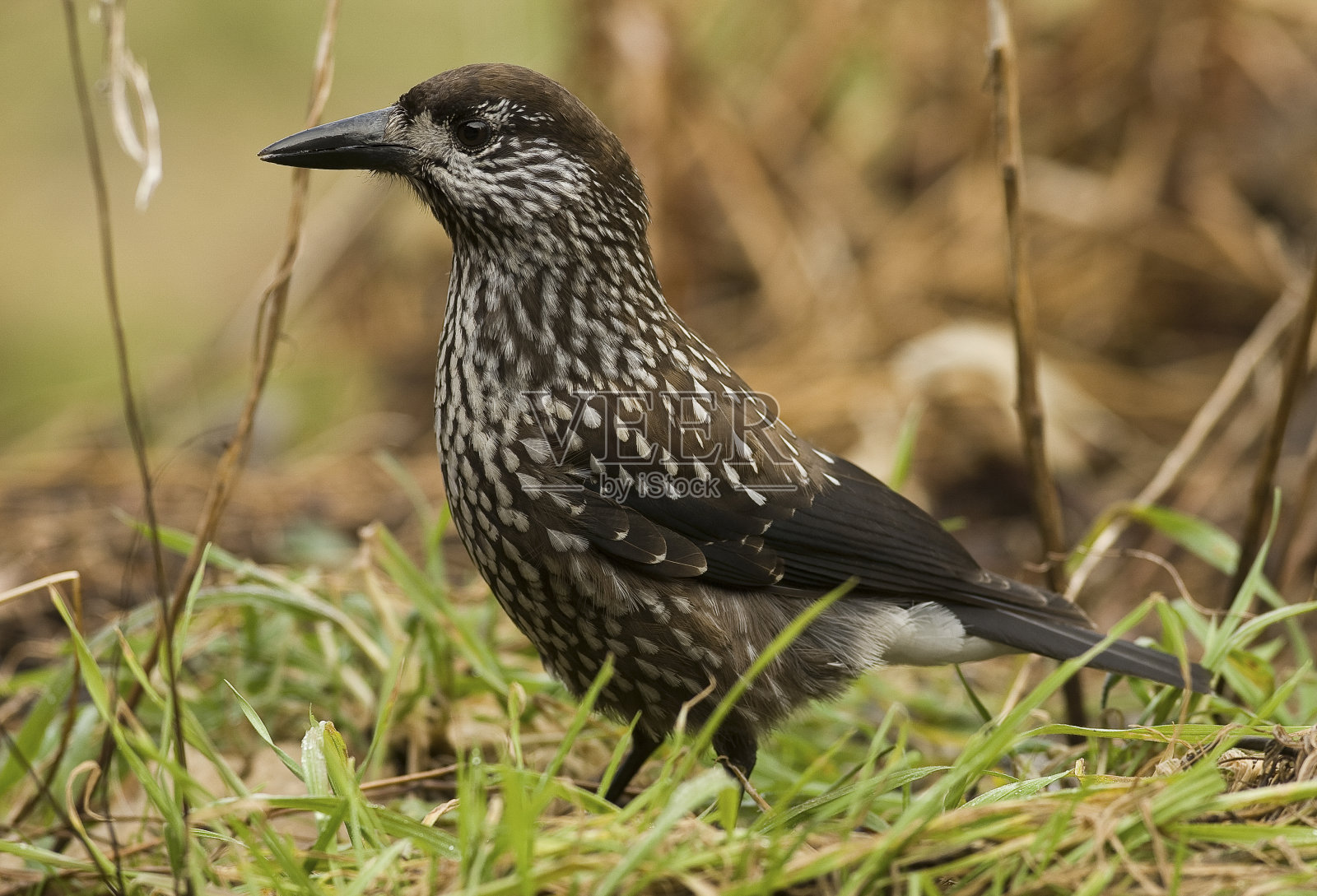 胡桃夹子照片摄影图片