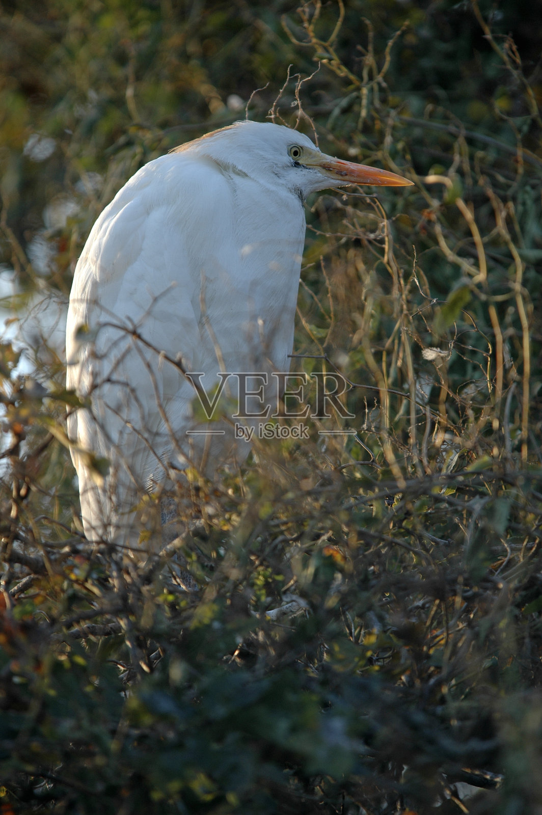 牛背鹭照片摄影图片