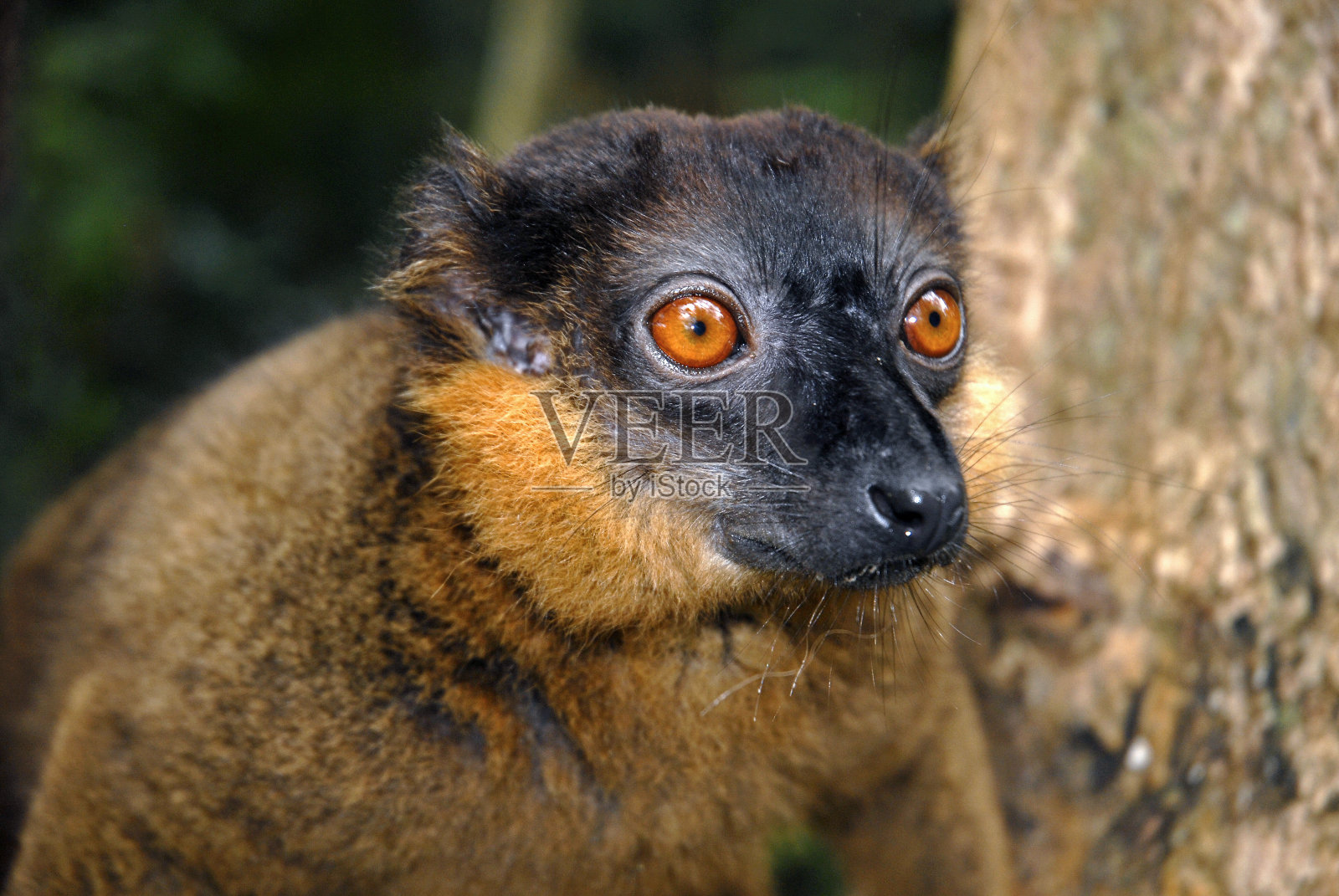成卷的棕色的狐猴照片摄影图片