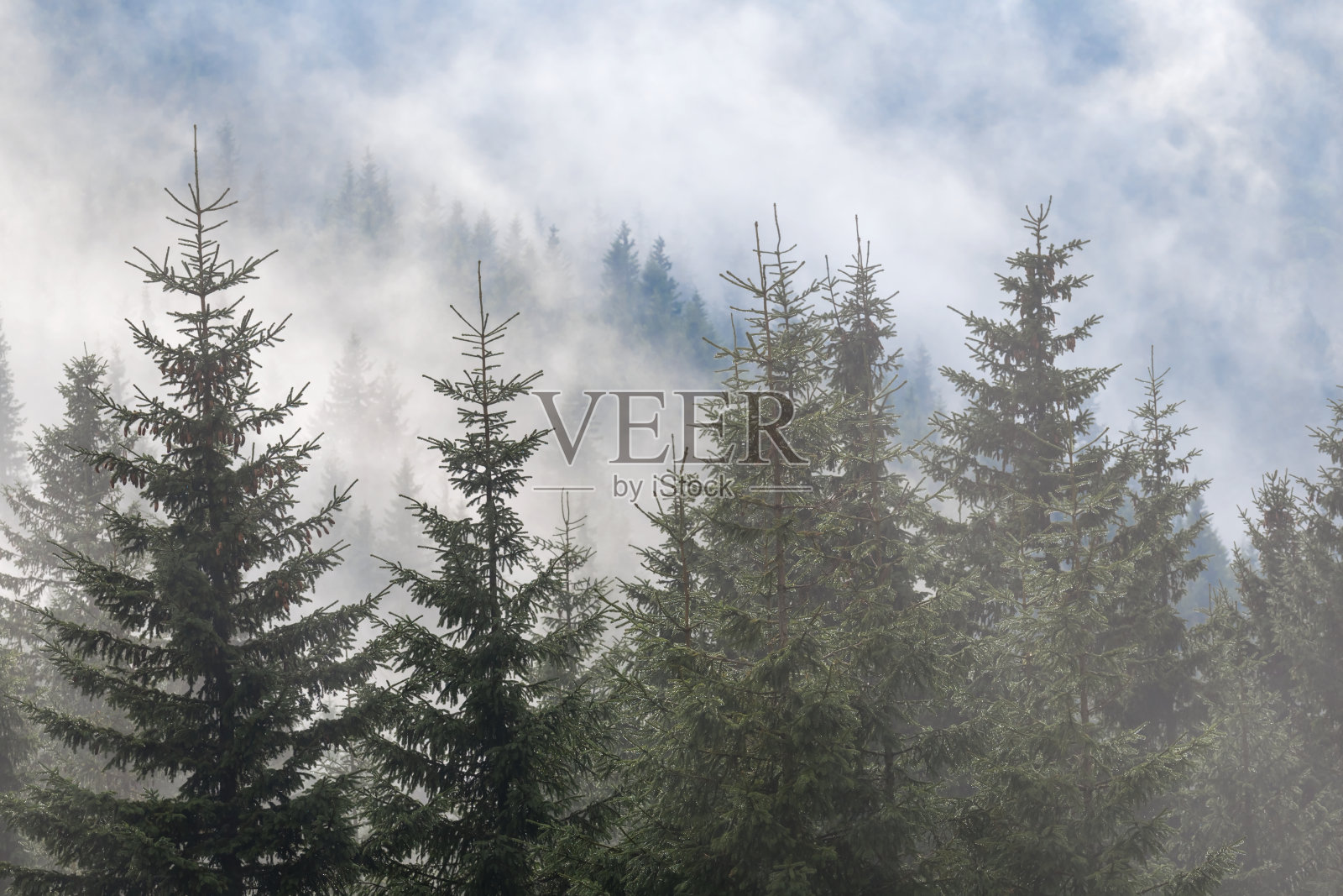 特写雾蒙蒙的松树林照片摄影图片