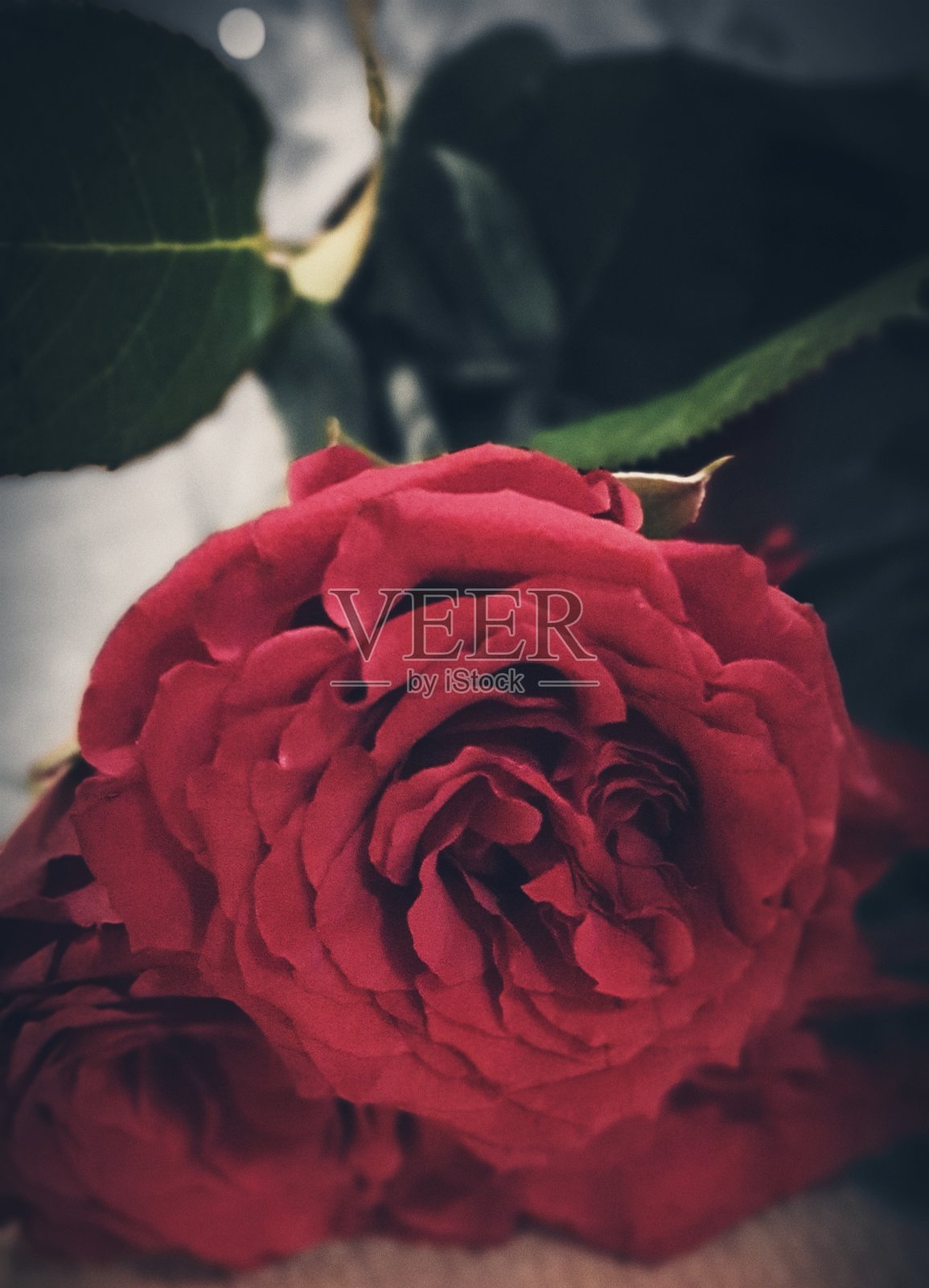 玫瑰与浪漫照片摄影图片