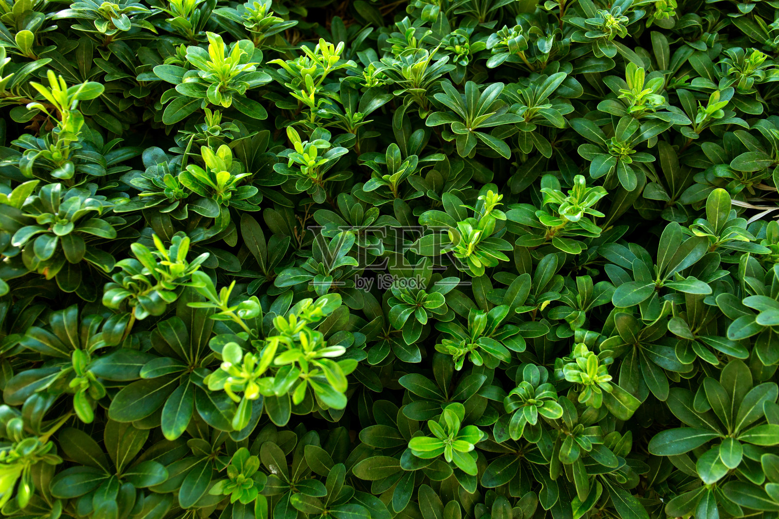 绿叶背景。叶子纹理紧密。照片摄影图片