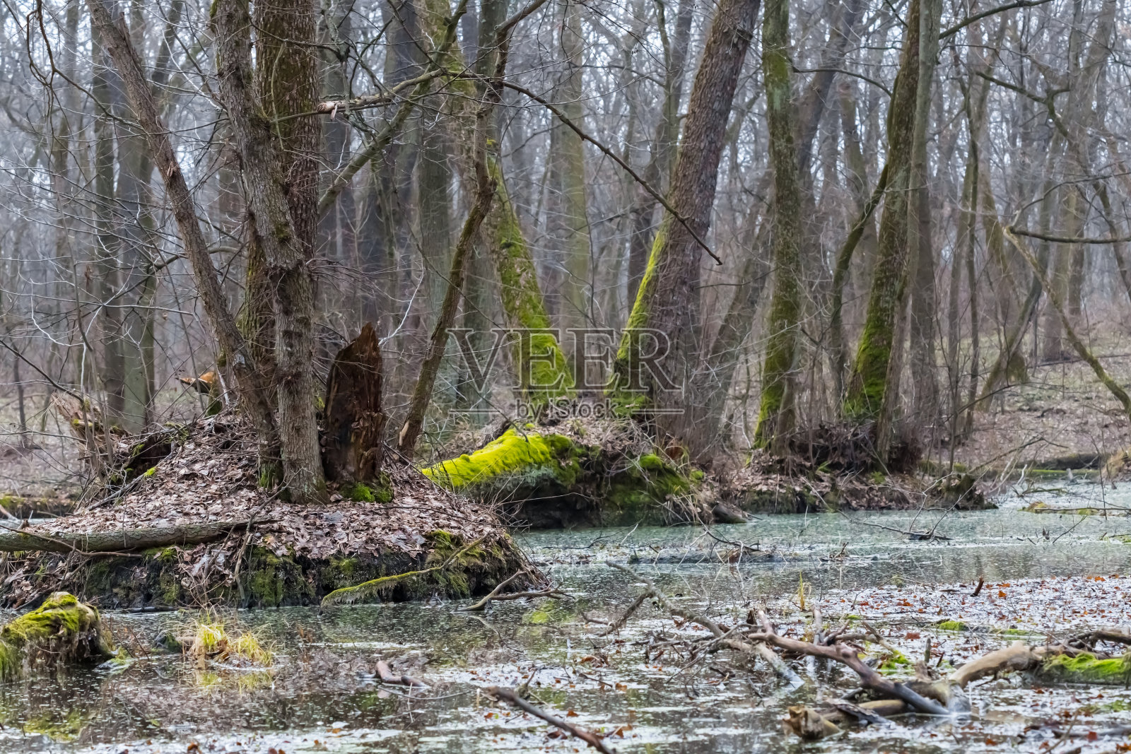 春水淹林景象照片摄影图片