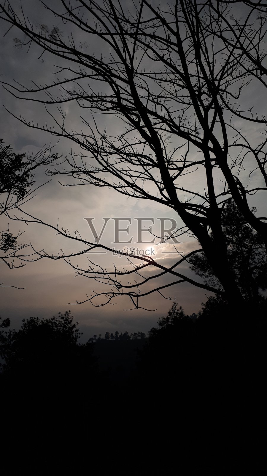 嫩枝照片摄影图片