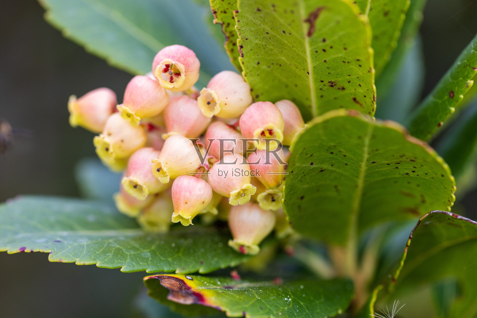 来自弗拉纳湖自然公园的草莓树花照片摄影图片