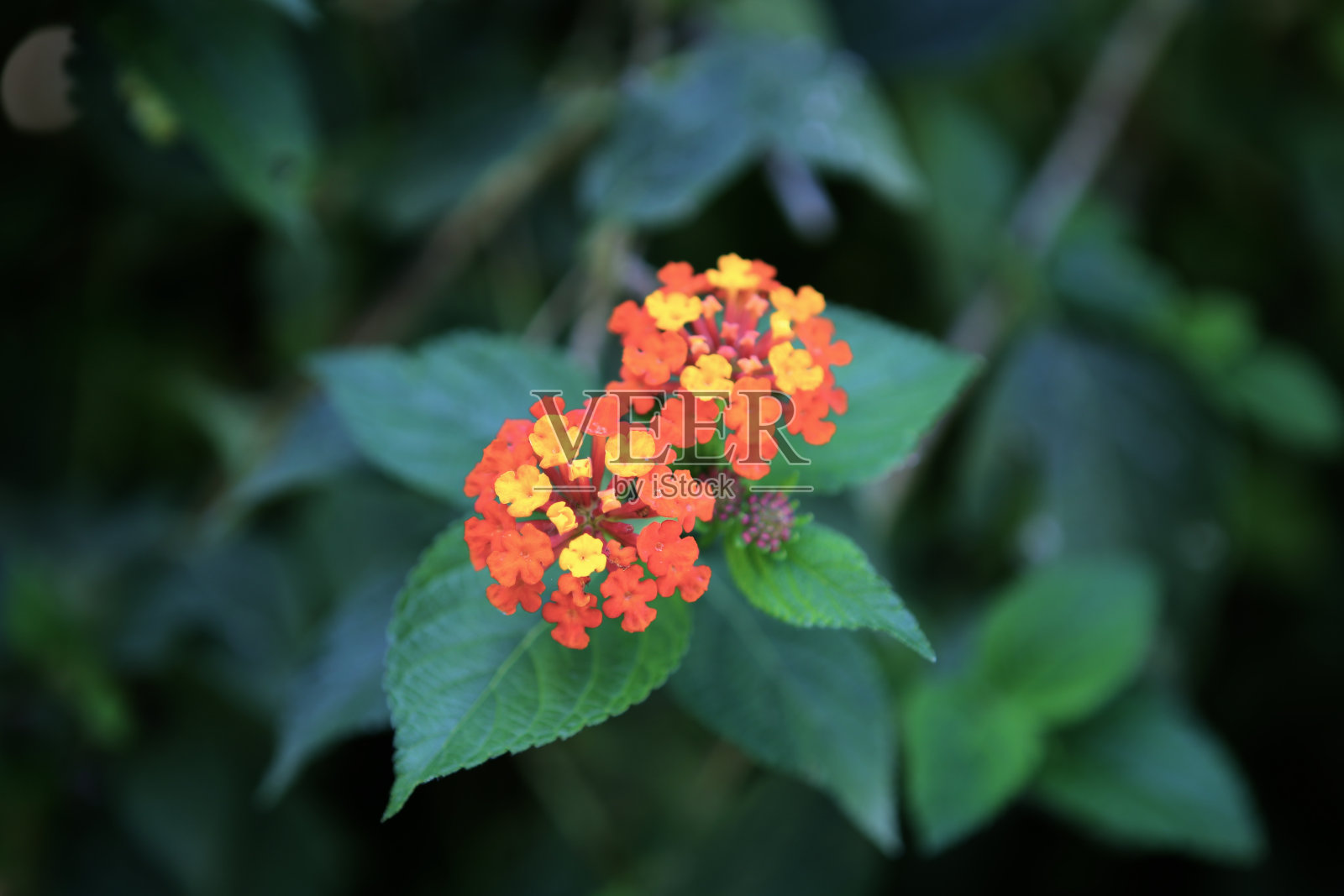 蓝色的海洋，大西洋沿岸的布宜诺斯艾利斯照片摄影图片