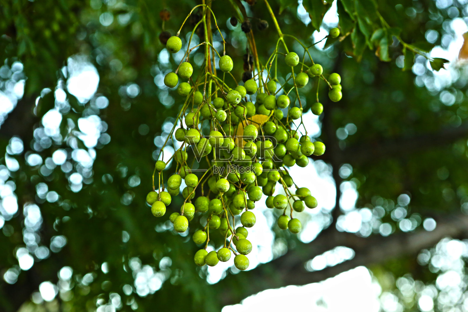 绿树种子照片摄影图片