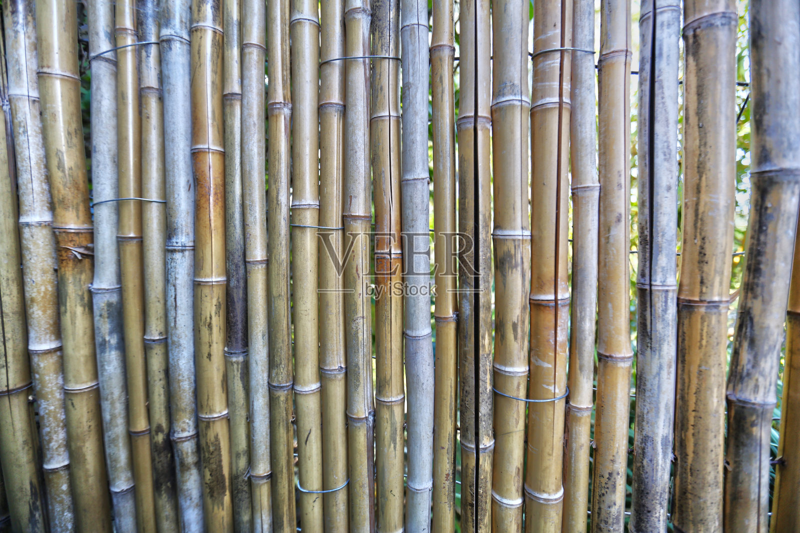 竹树干的纹理照片摄影图片