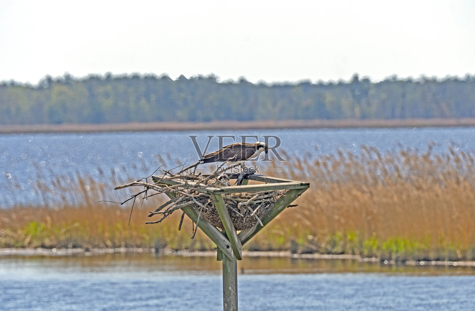 鱼鹰与鱼喂养它的幼照片摄影图片