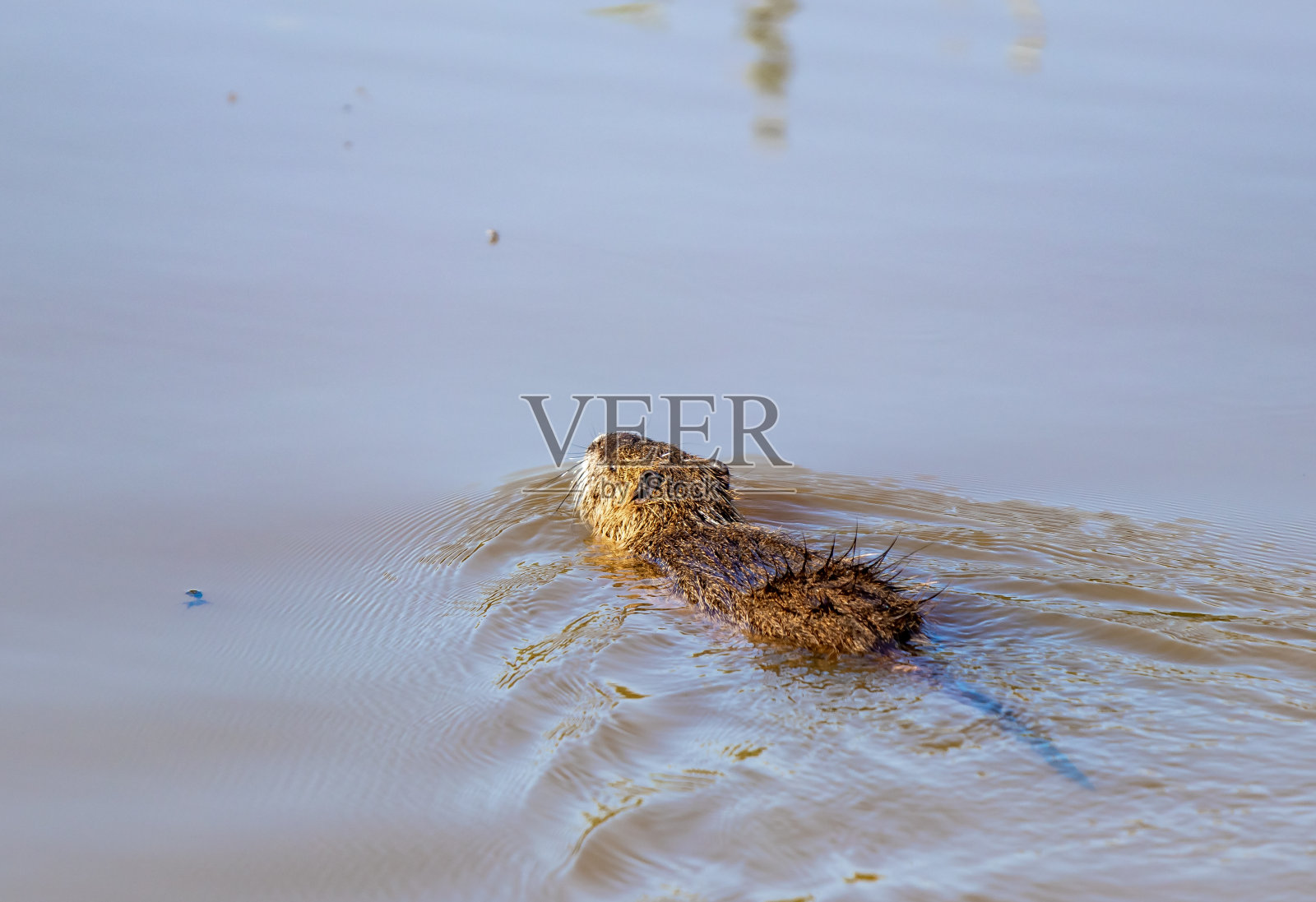 在以色列北部呼啦湖自然保护区，早冬的清晨，河狸漂浮在水面上照片摄影图片